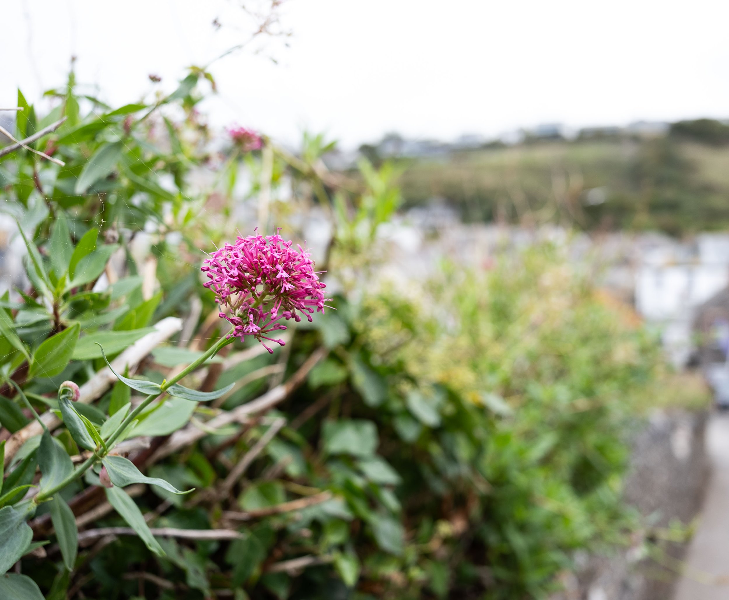 Lone Flower Over the Harbour