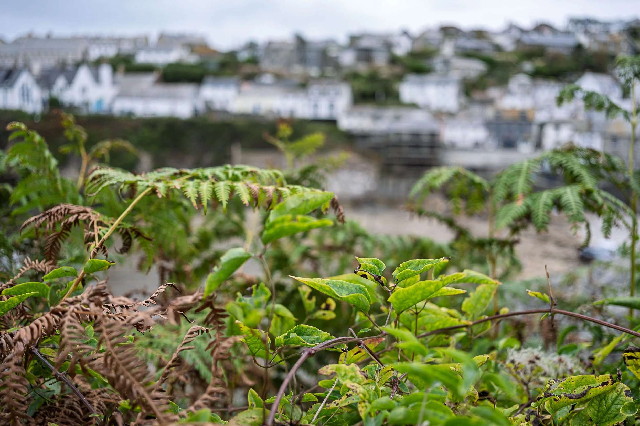Ferns Above the Harbour