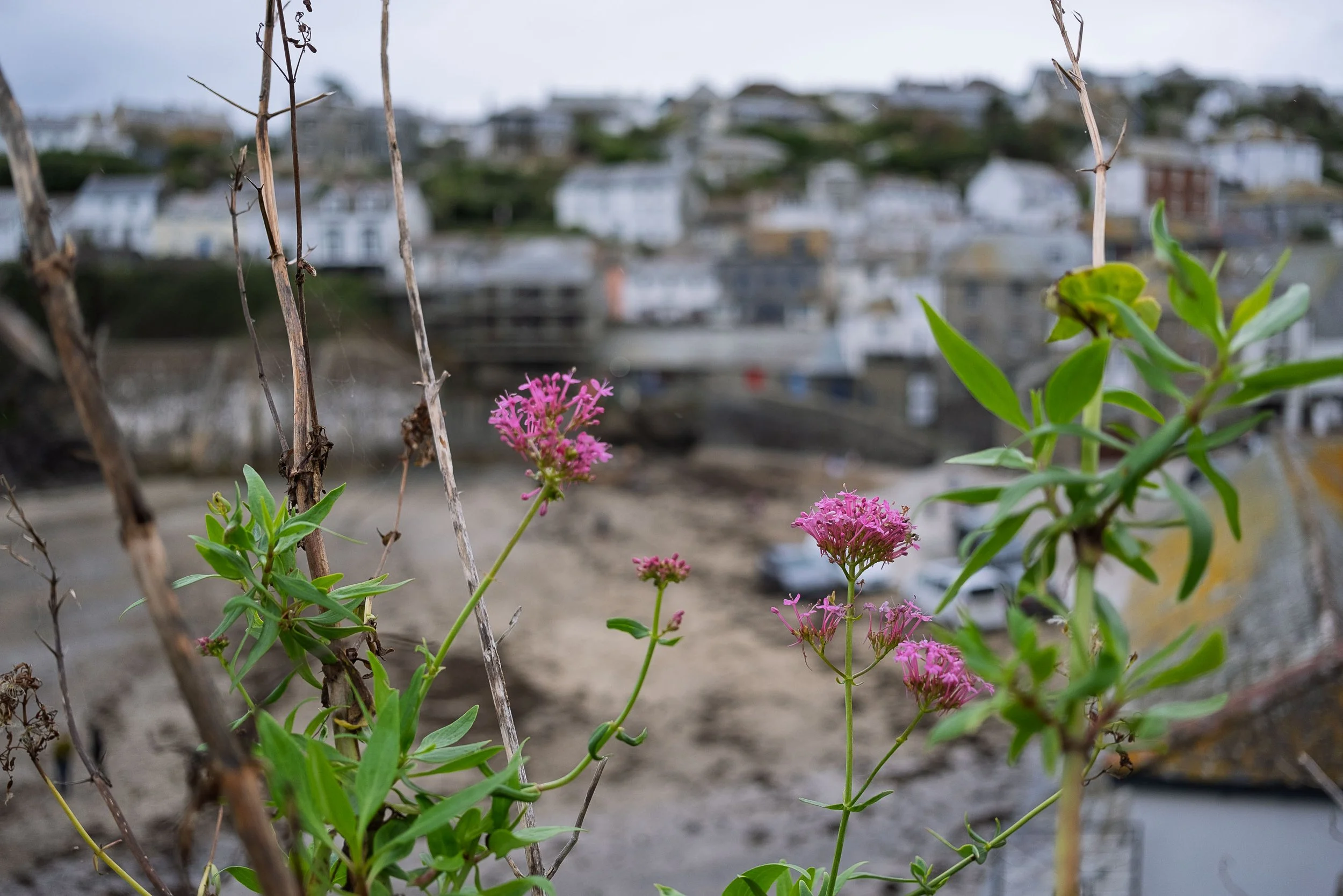 Flowers Above the Harbour