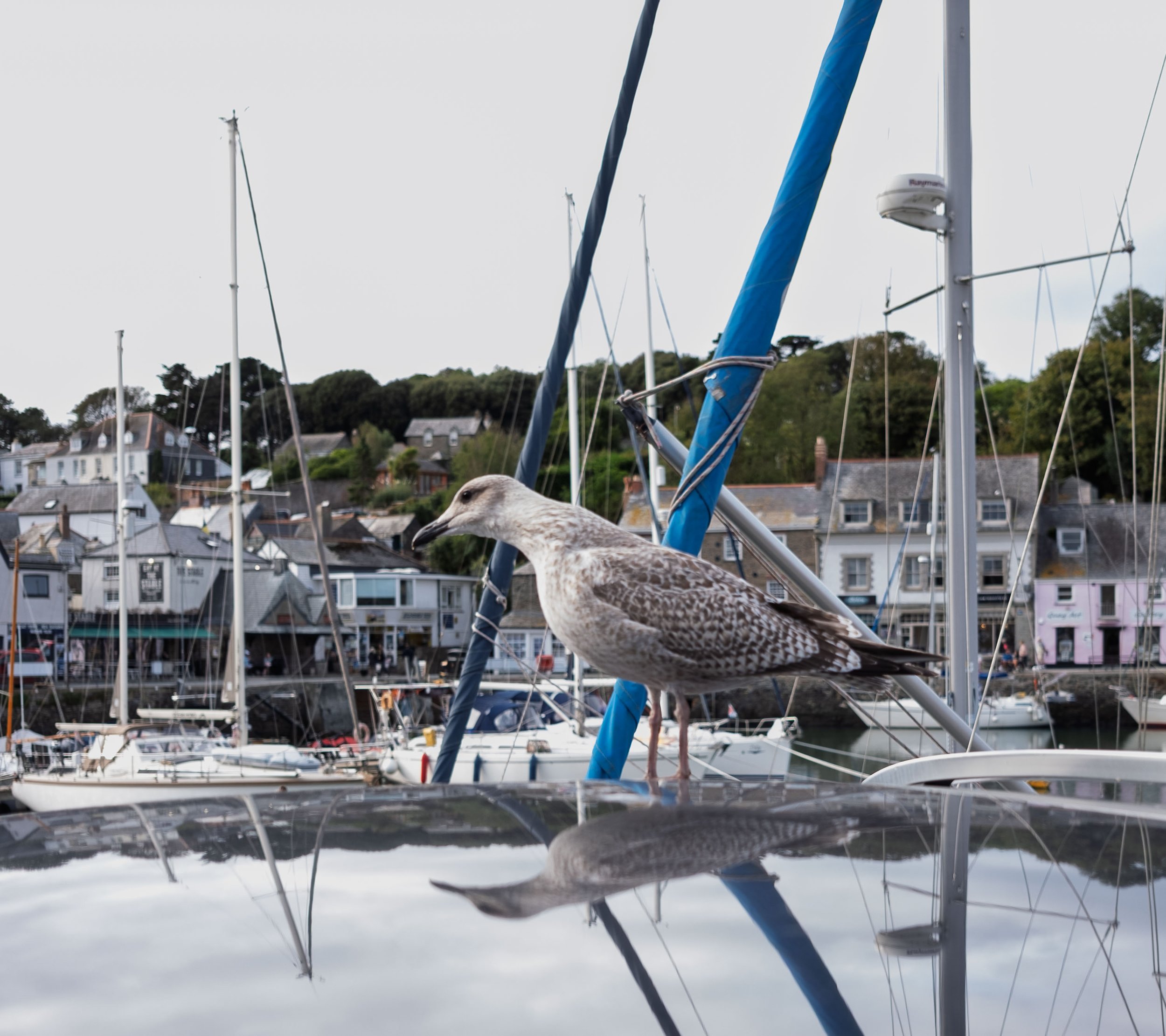 Reflected Gull
