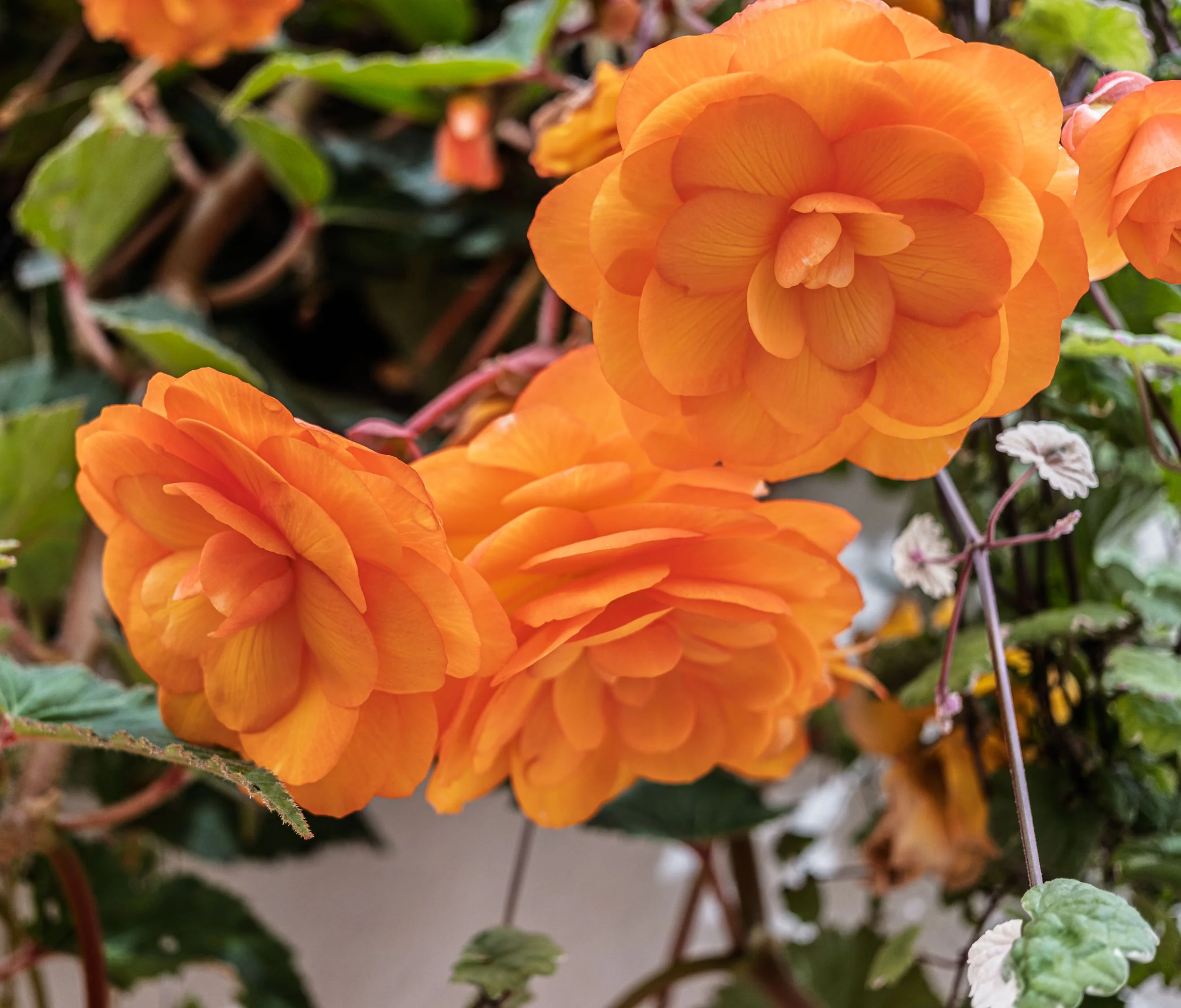 Begonias in St Ives