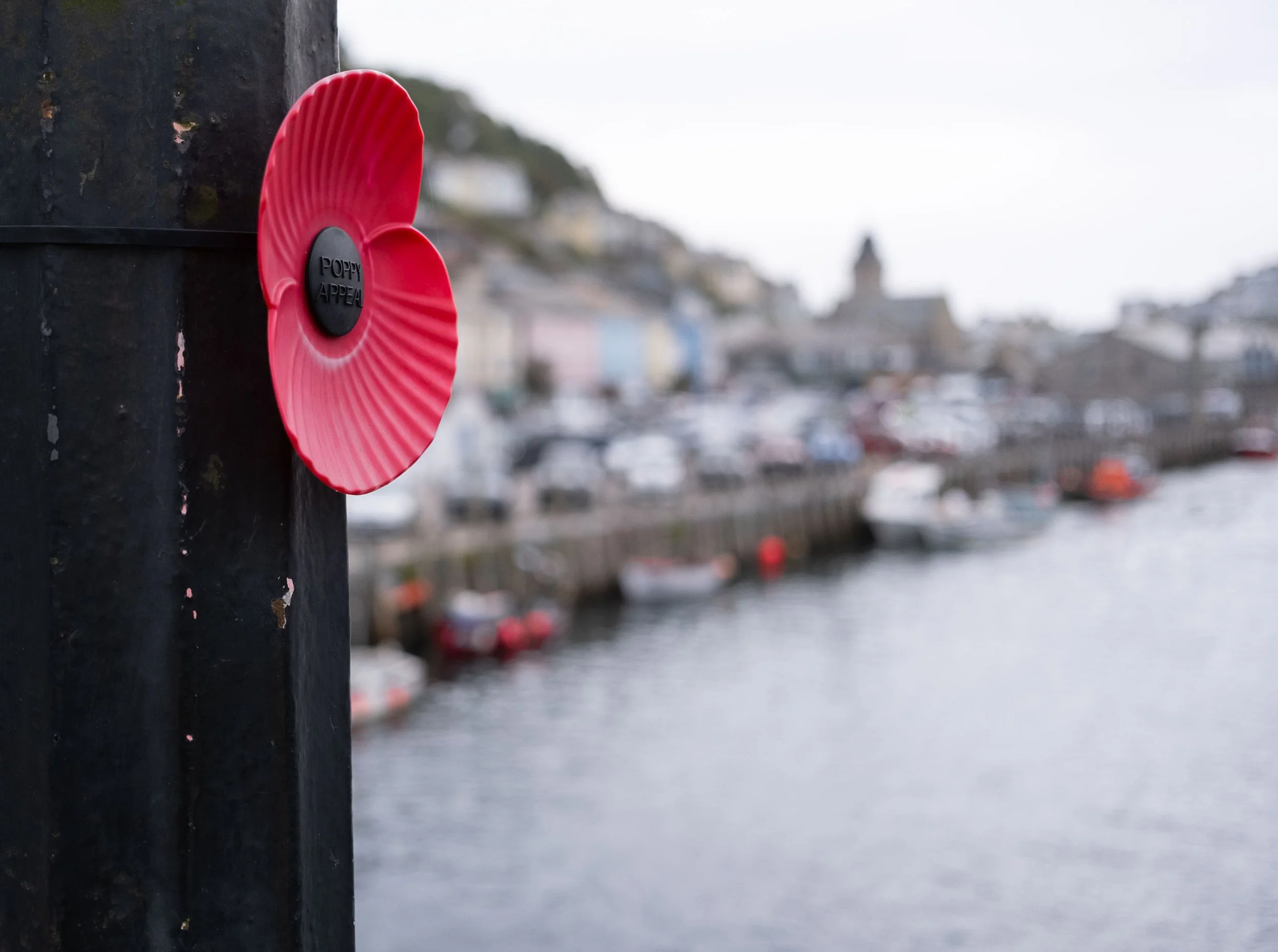 Poppy on the Bridge