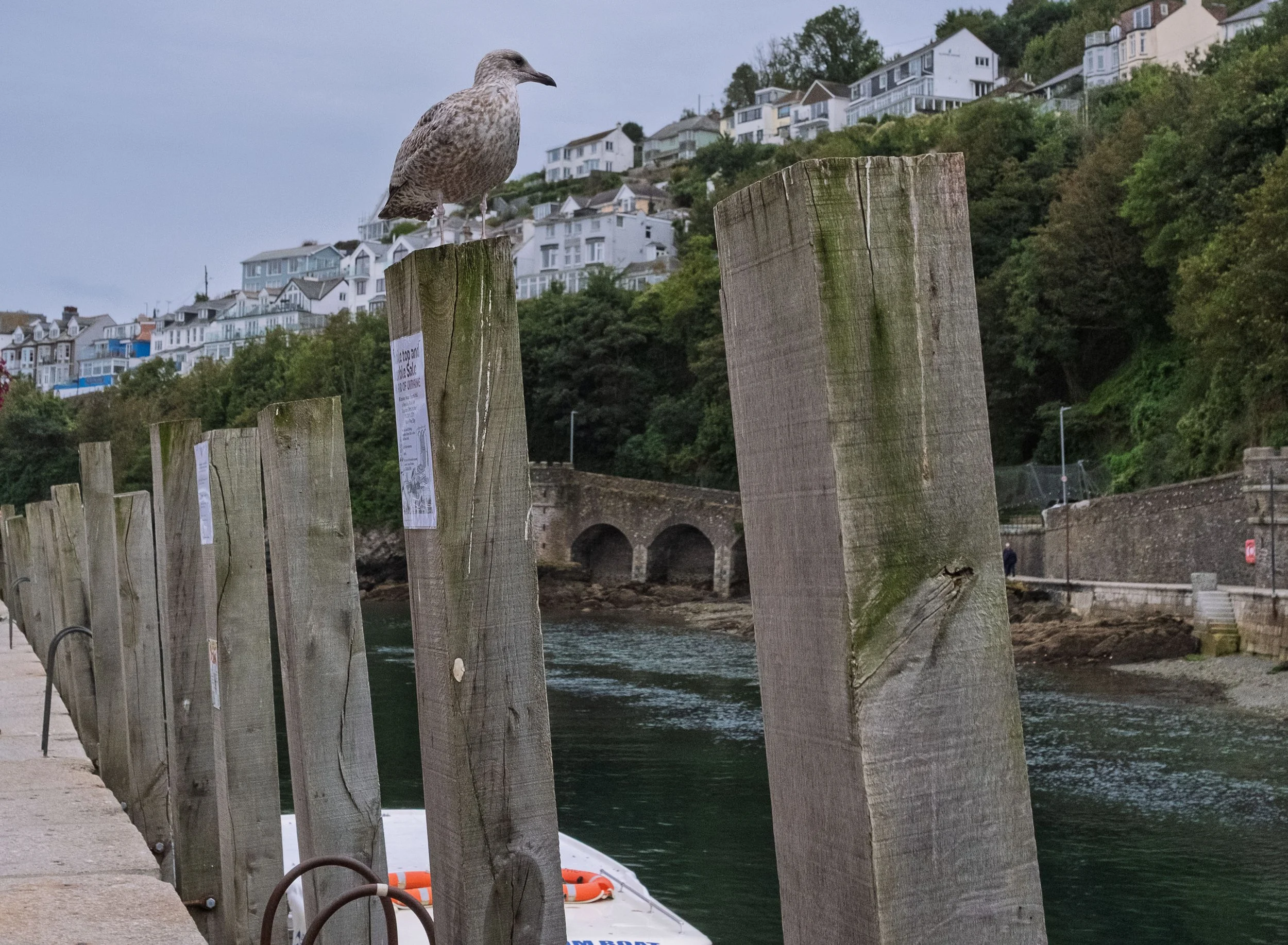 Another Gull on a Post