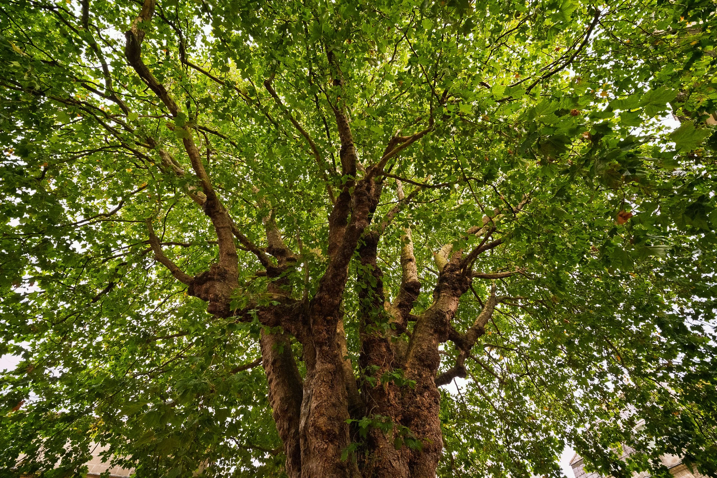 Trees at the Centre of The Circus in Bath
