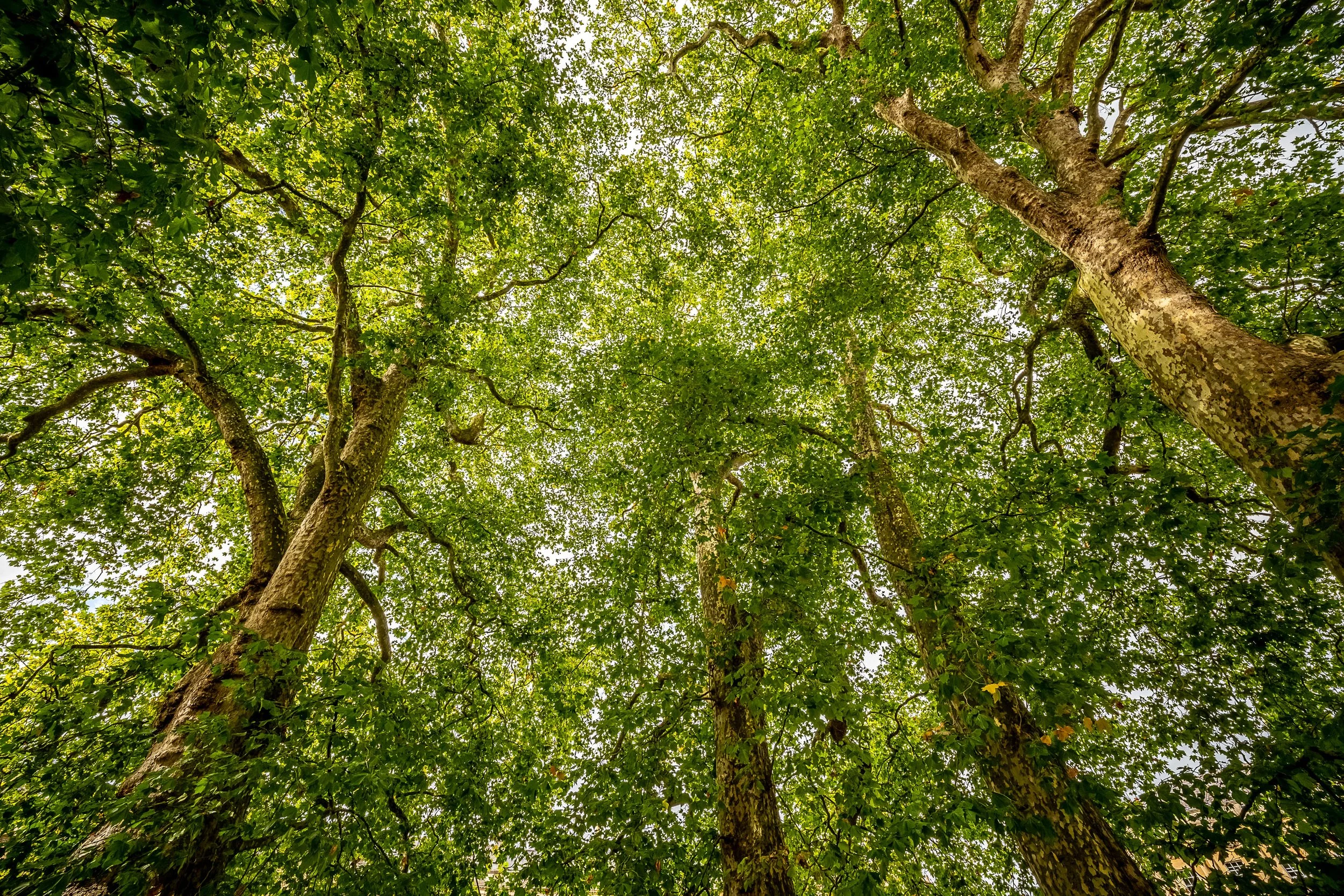 Tree Canopy in the Circus
