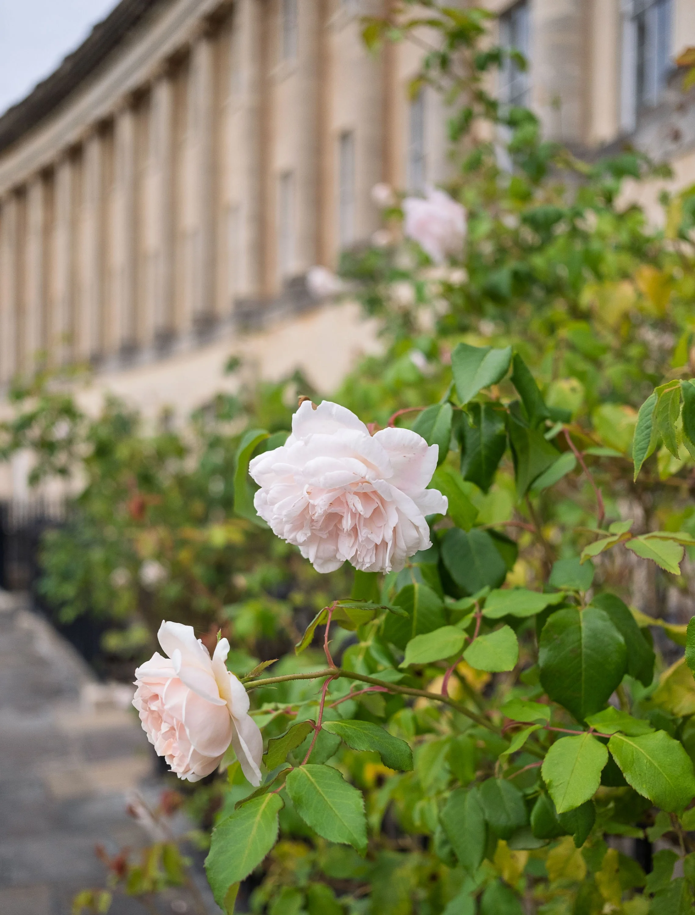 Roses in the Royal Crescent 
