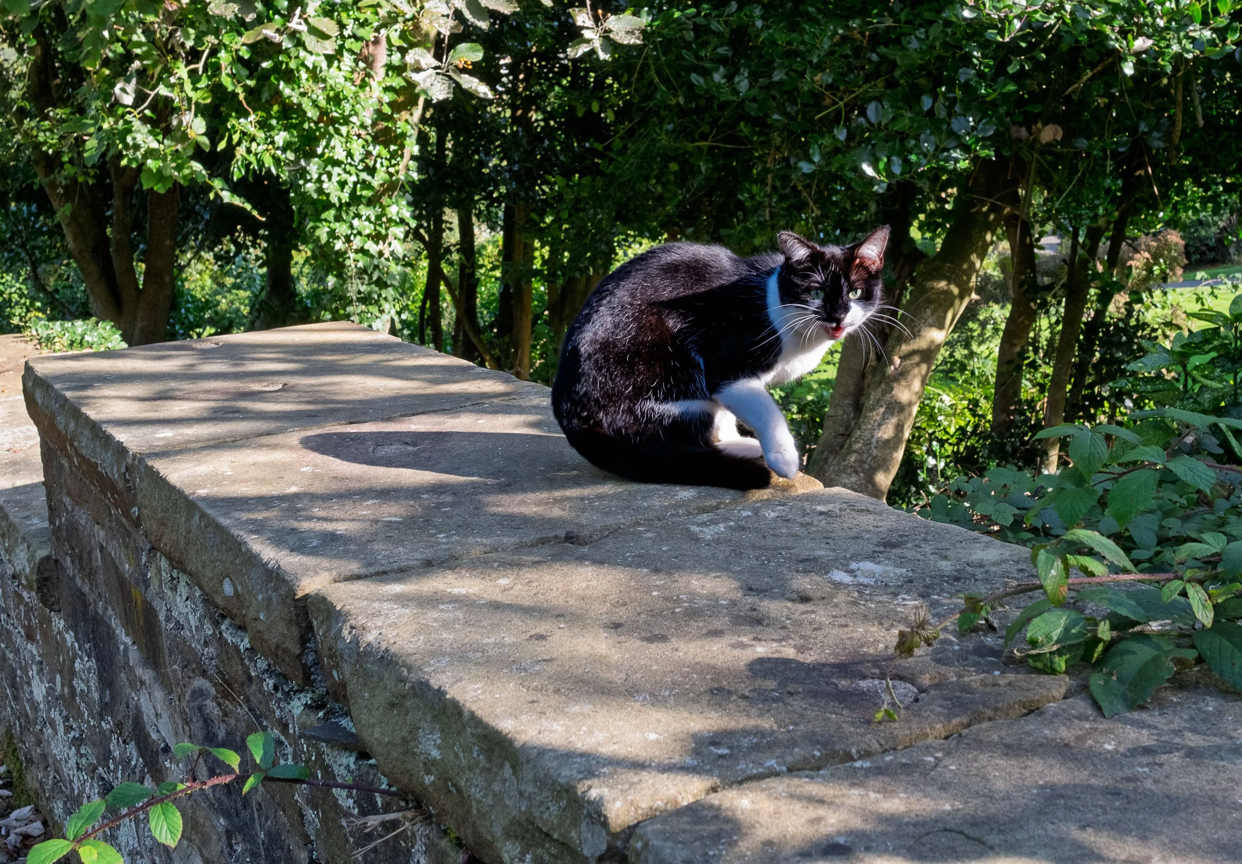 Cat on a Wall