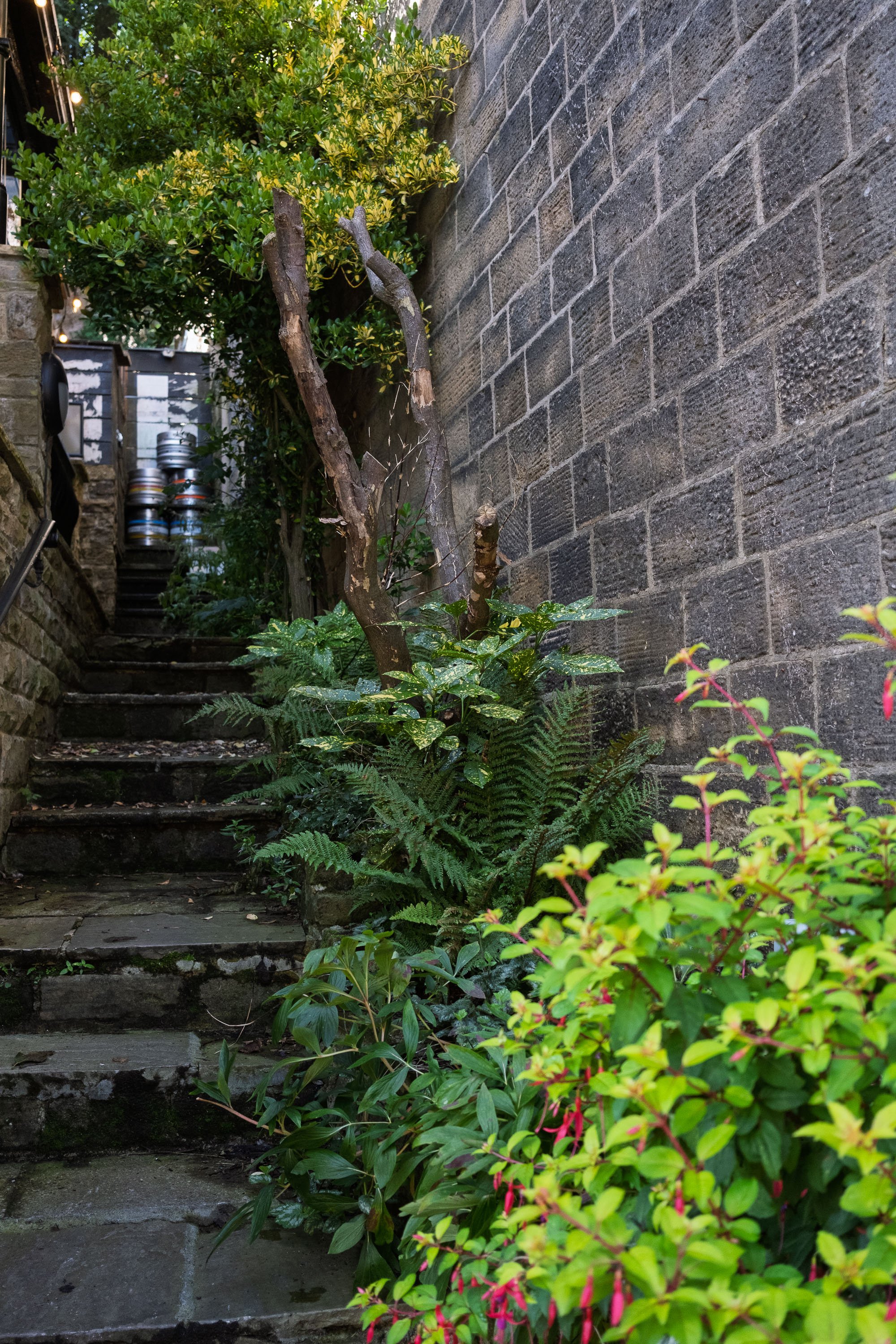 Ferny Steps