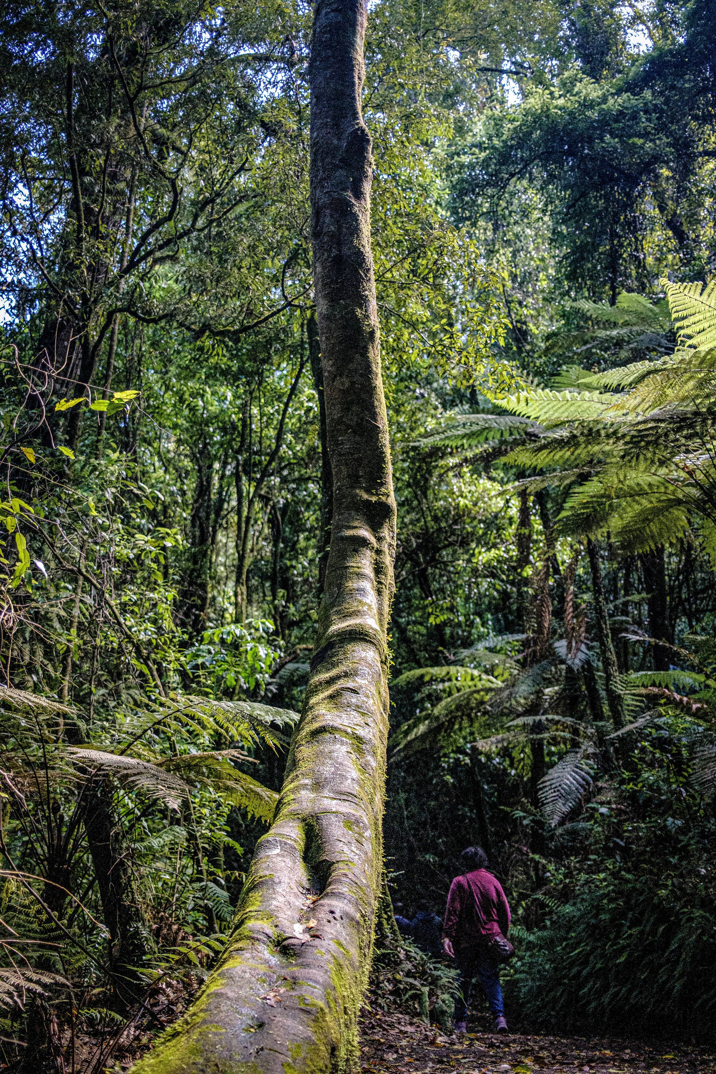 Into the Rain Forest - McLaren Falls, NZ