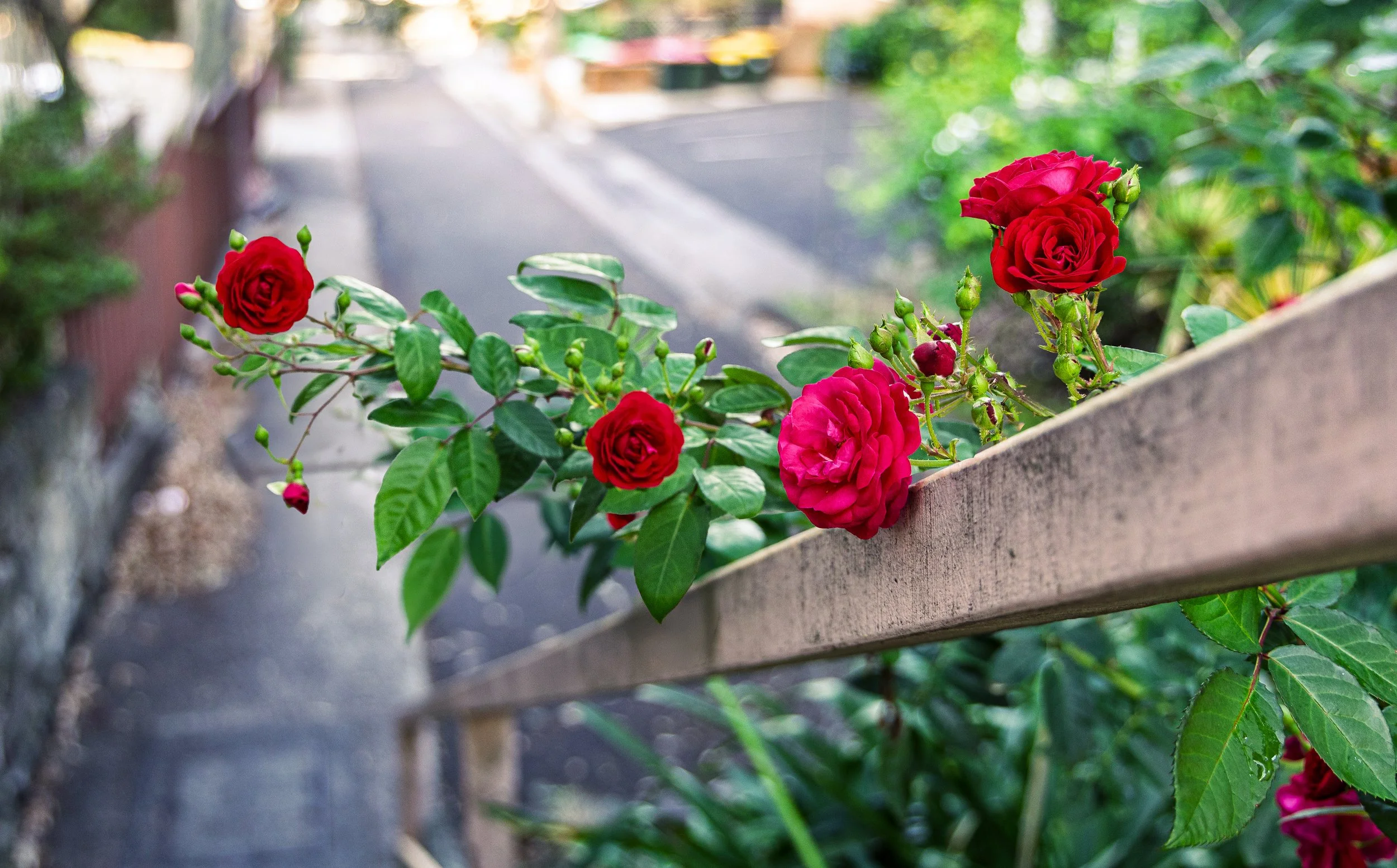 Street Roses - Wollstonecraft, Sydney, NSW