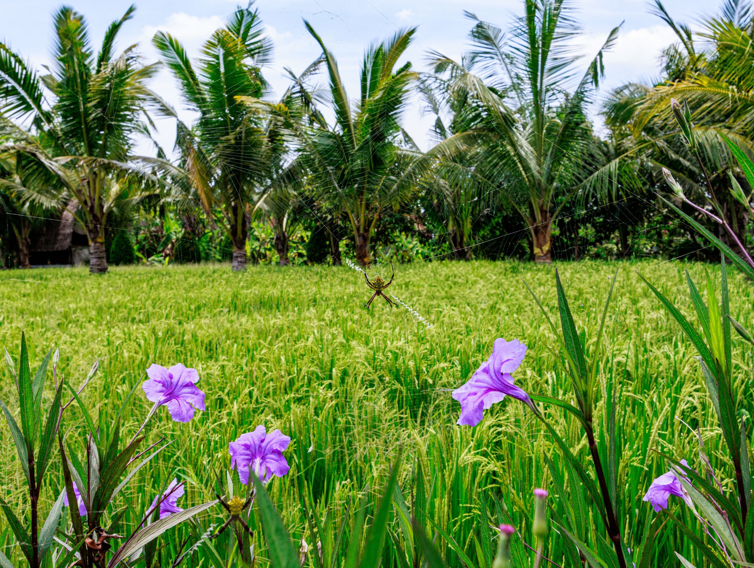 Rice Field Spider - Ubud, Bali