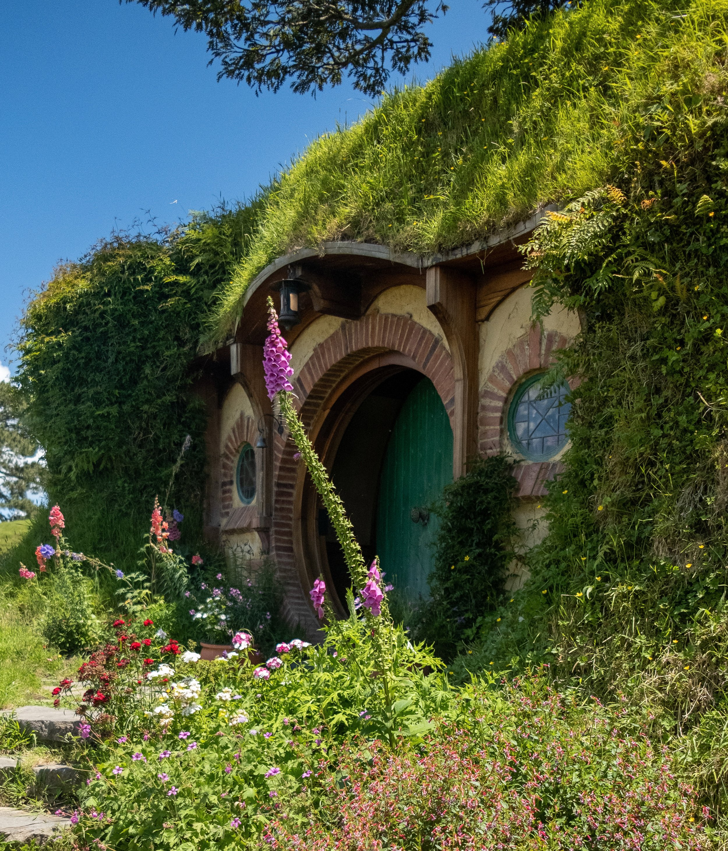 Tall Foxglove - Hobbiton, Matamata, NZ