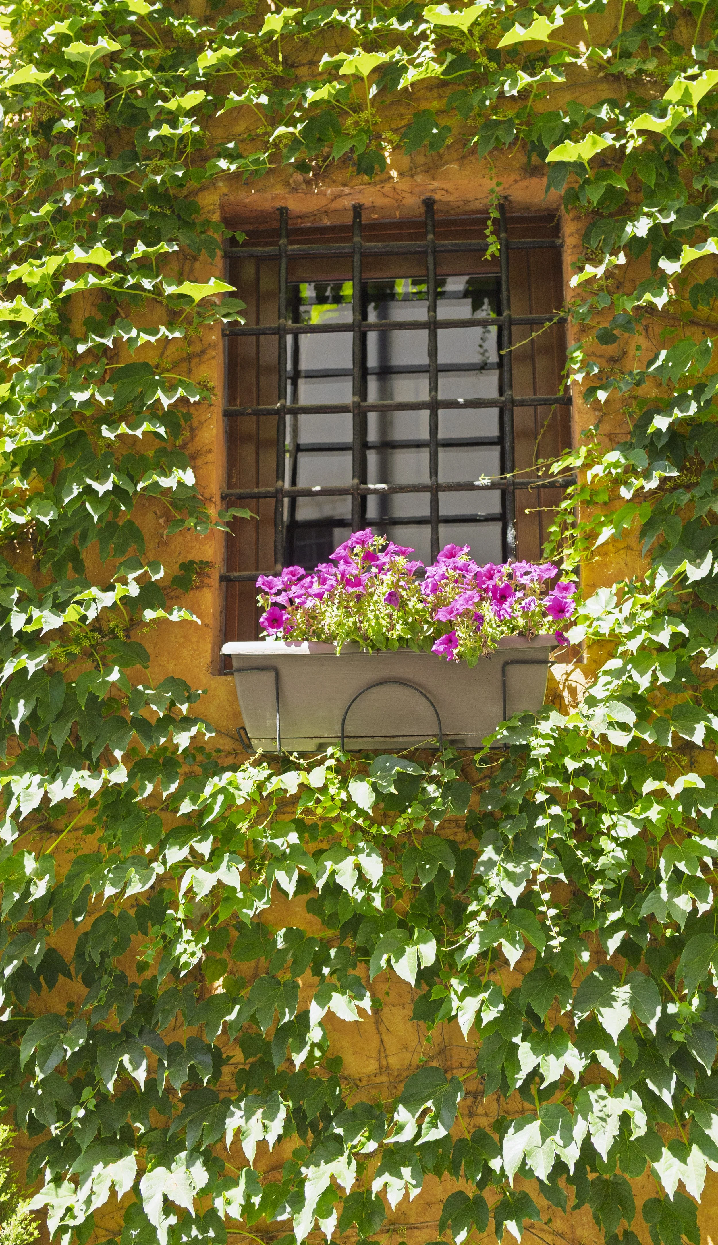 Framed Window