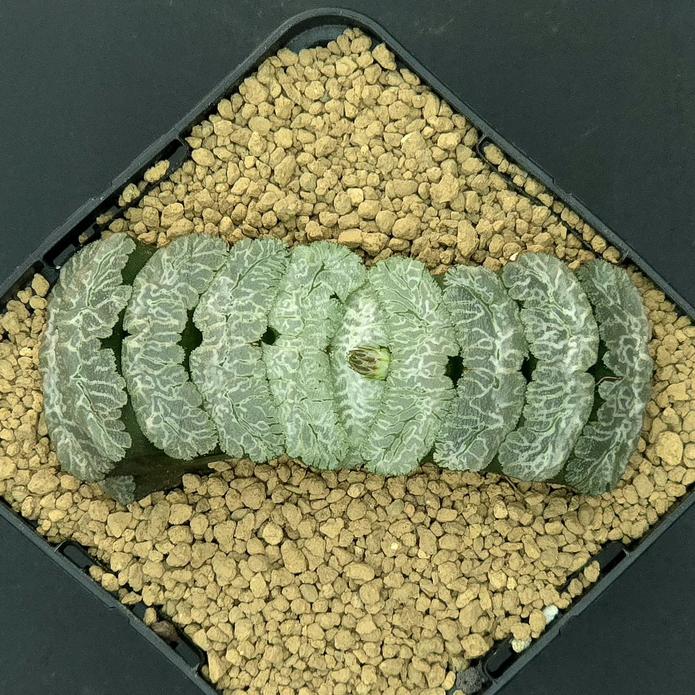Truncata Lightning - 9cm pot