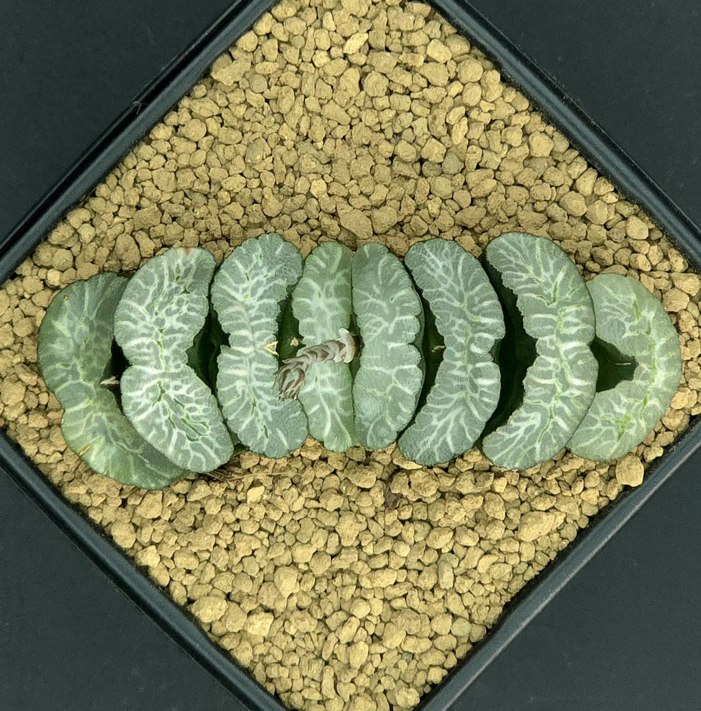 Truncata hyb. - 9cm pot