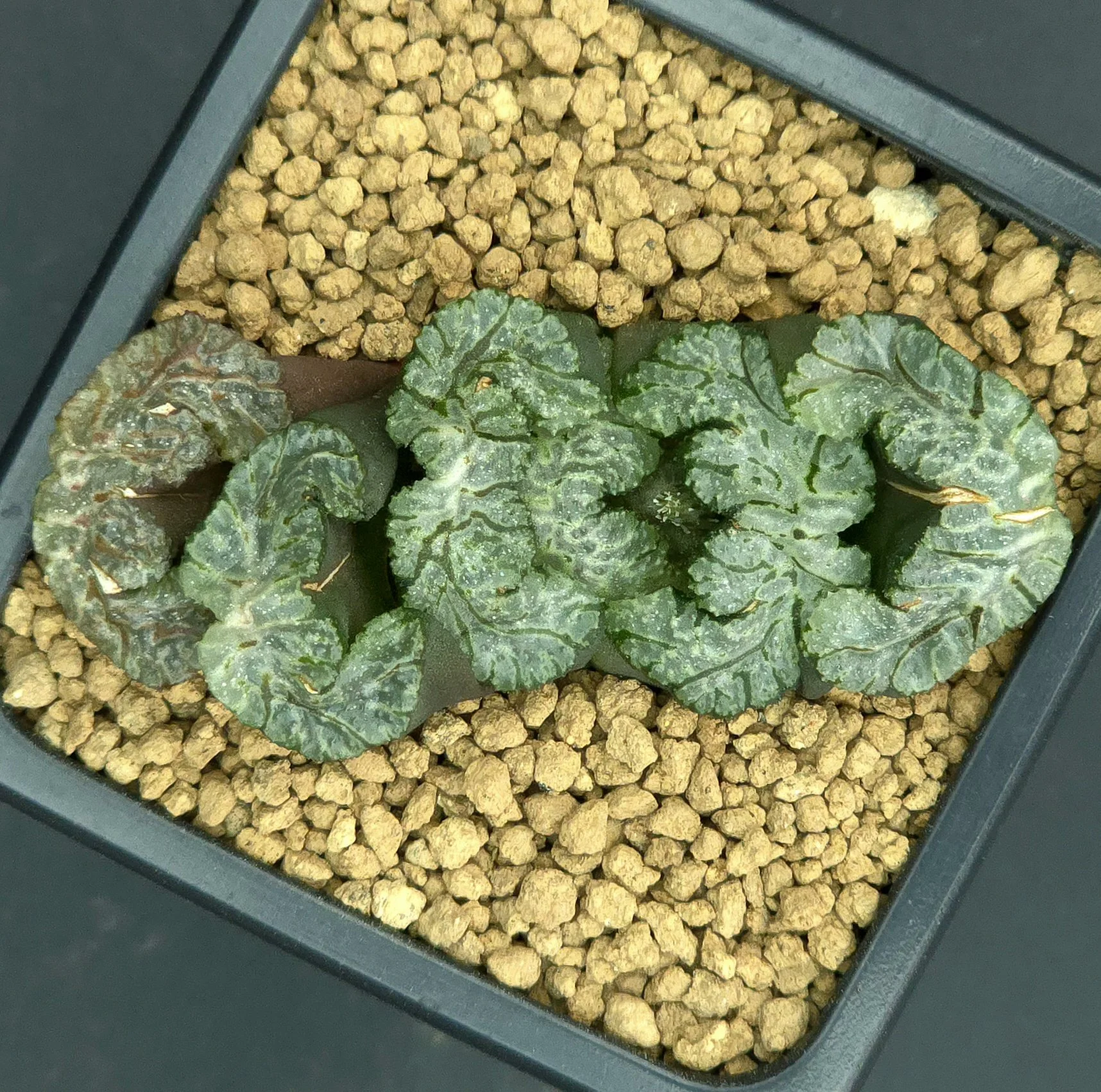 Truncata Hofern Dozer - 7cm pot
