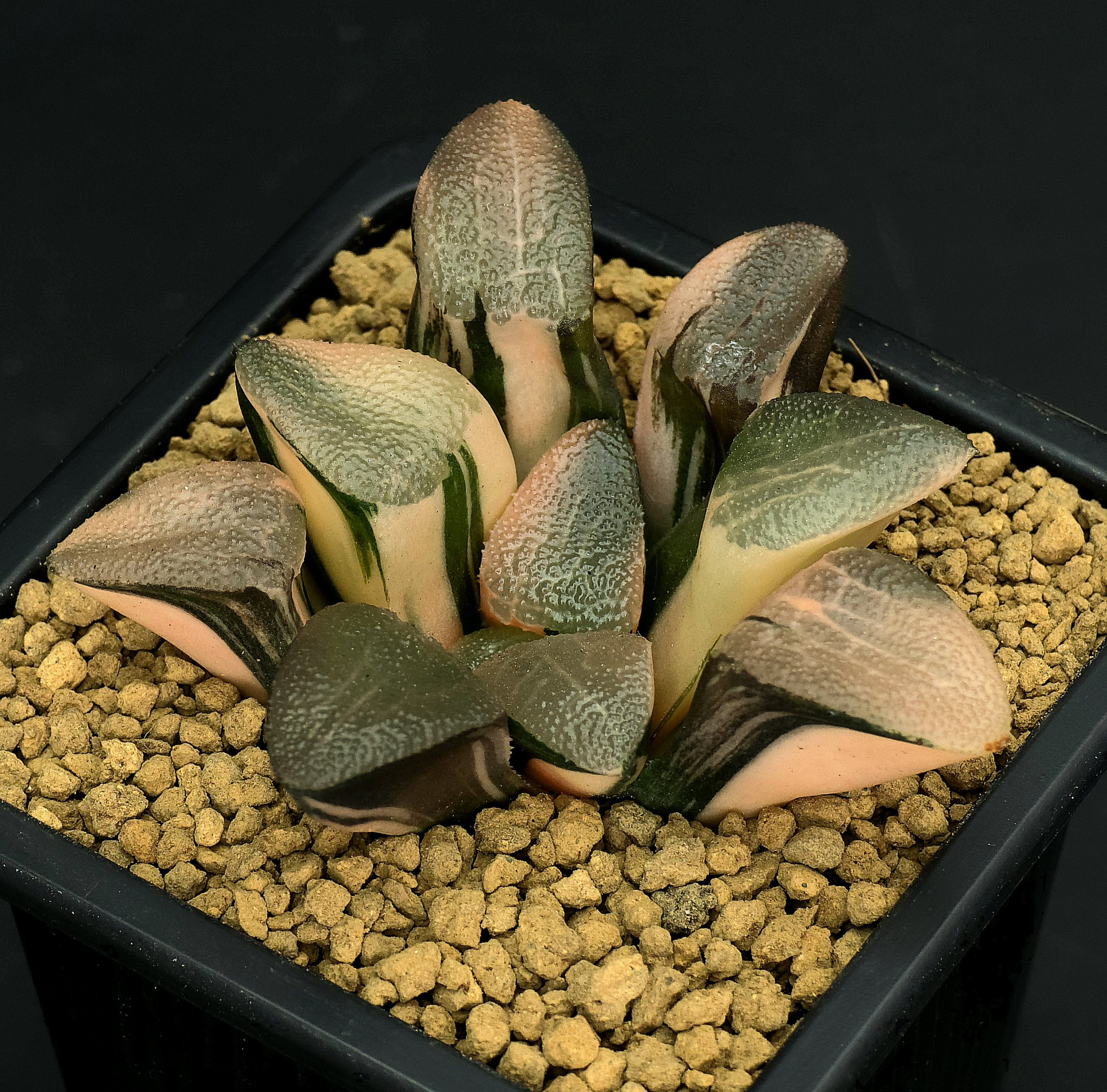 6.2 cm "Correcta" - HIGH GRADE VAR.