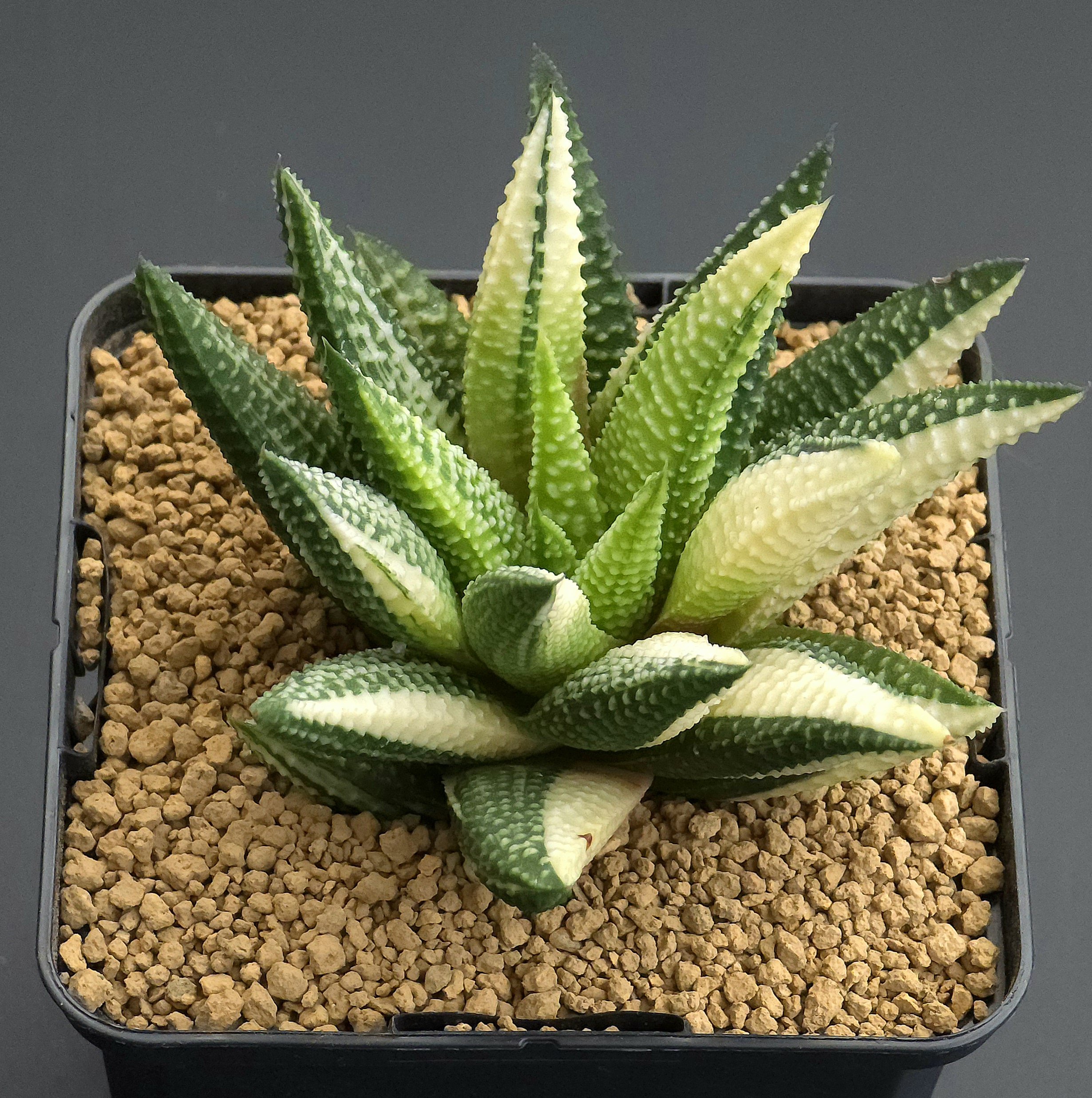 9 cm "Mukayama" - HIGH GRADE VAR.
