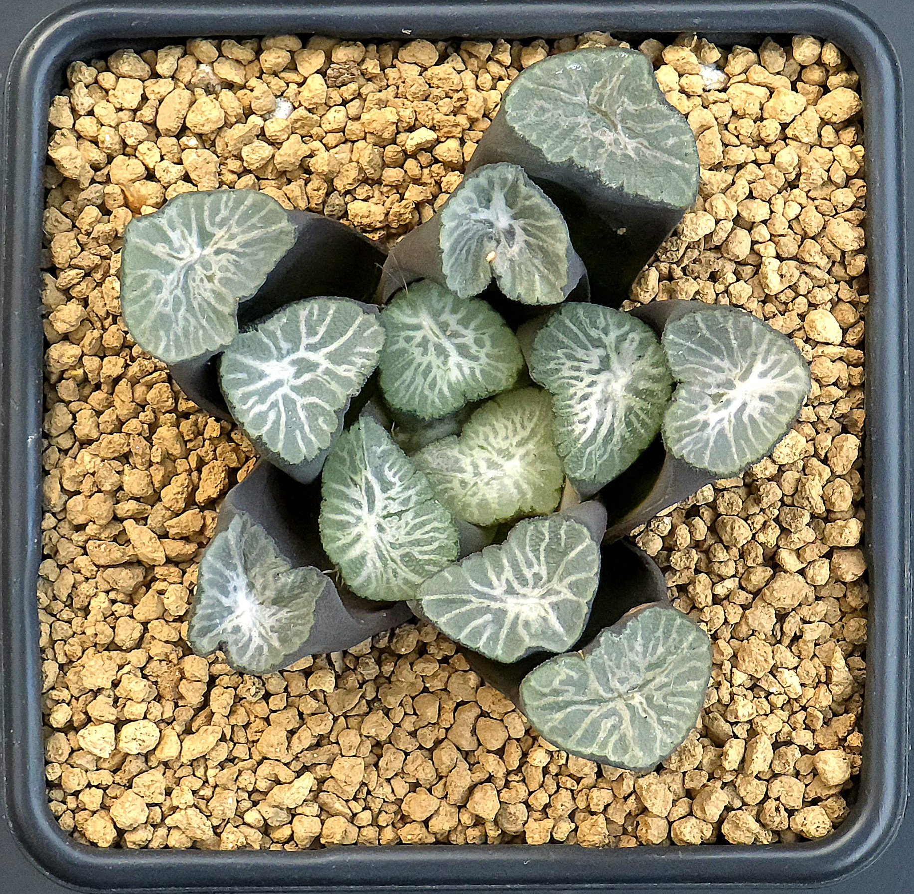 8 cm "Maughanii Shirotae"