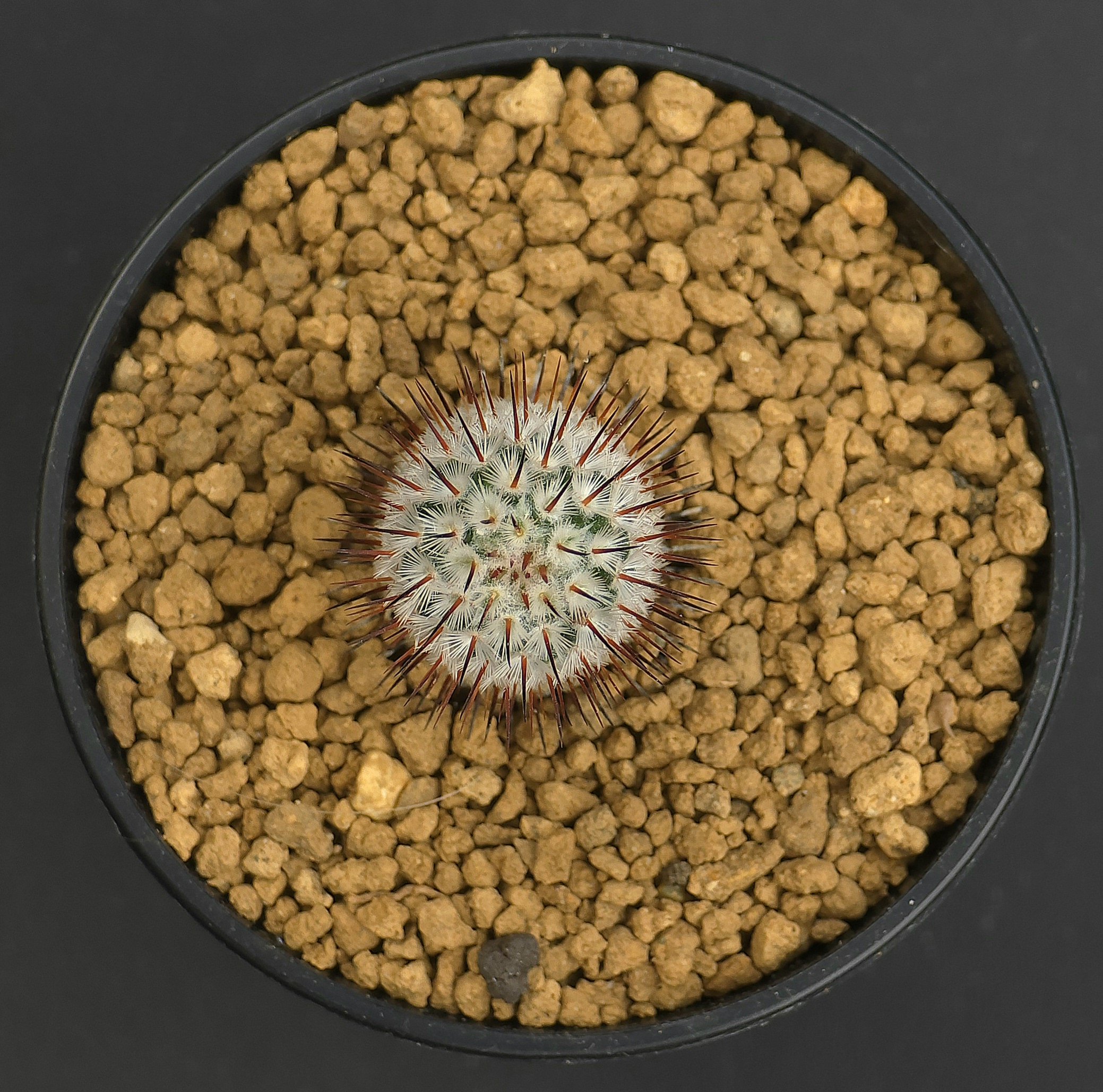 1000025190.jpg