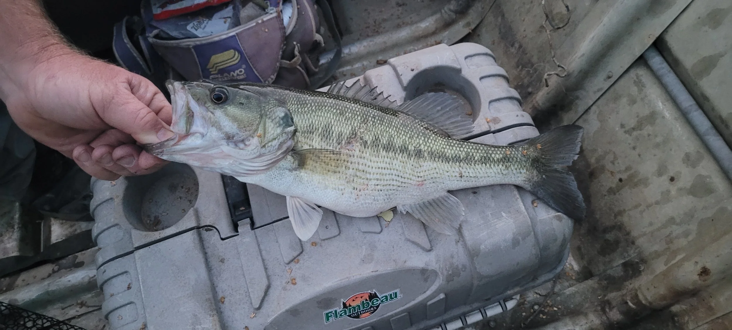 Person holding a large fish, laid on a gray cooler with a sticker that says 'Flambeau Outdoors' and other camping gear in the background.