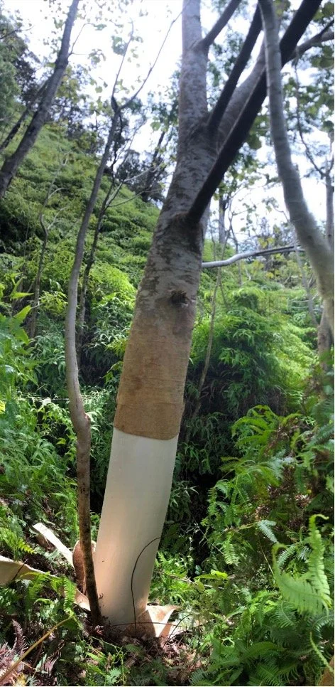Albizia - Hawaiʻi's Fastest Growing Tree — The Koʻolau Mountains ...