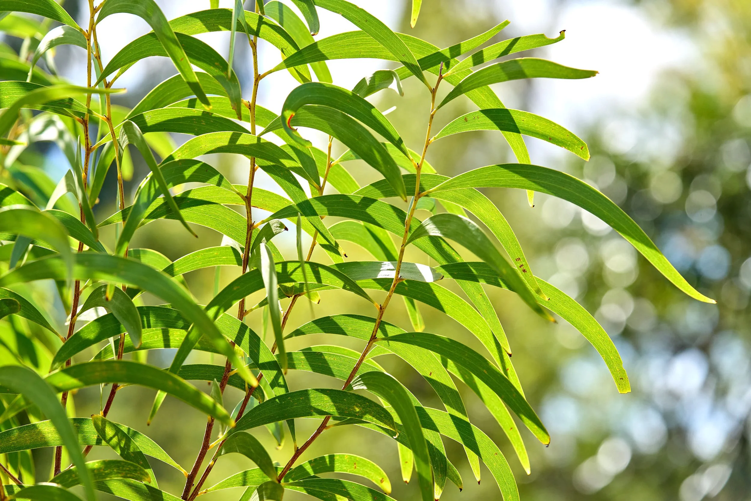 Koa (Acacia koa)