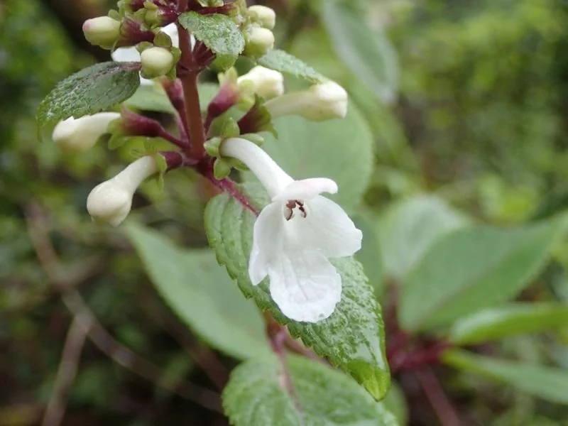Kapana (Phyllostegia grandiflora)