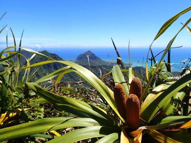 ʻIeʻie (Freycinetia arborea)