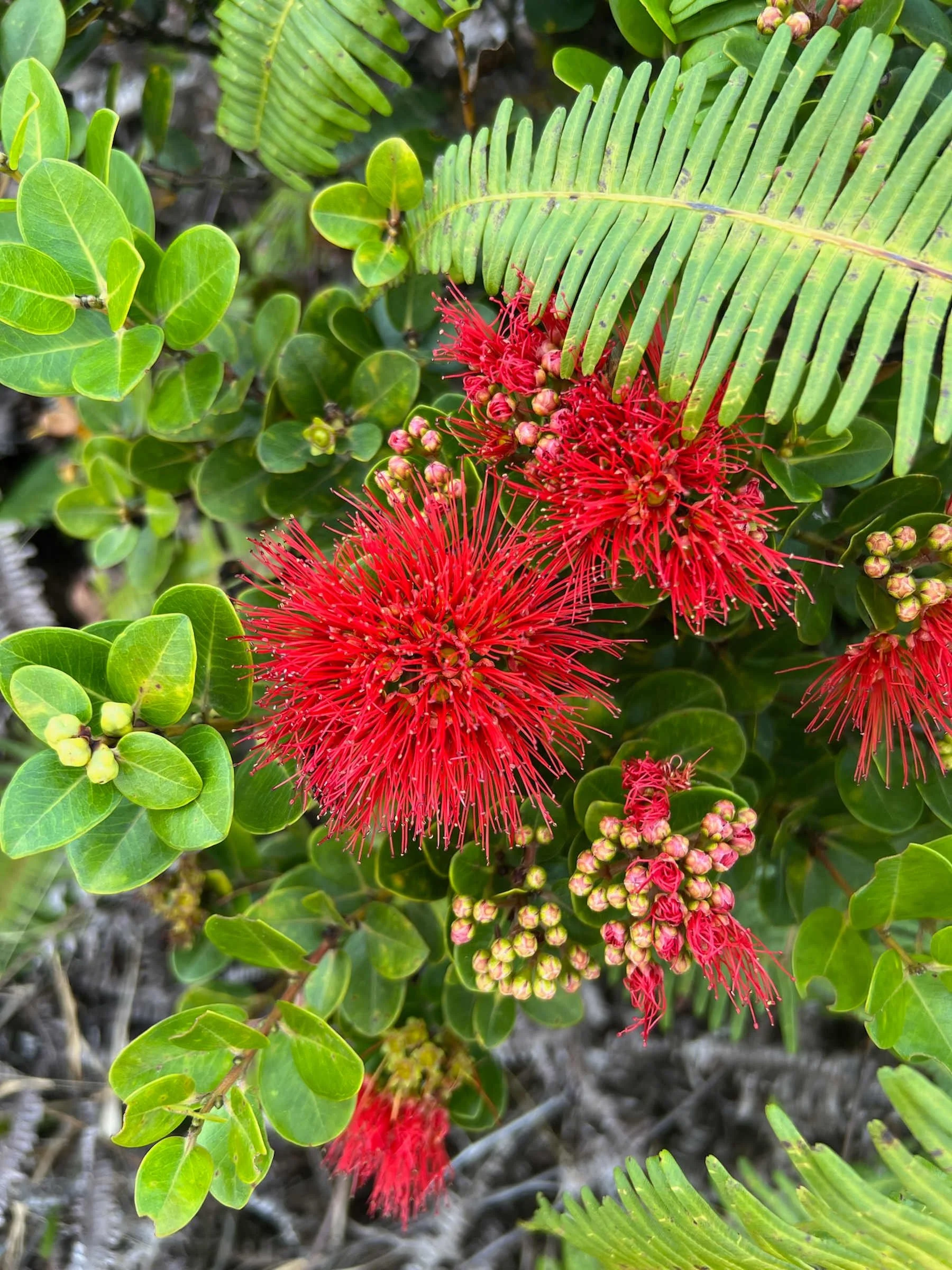 ʻŌhiʻā Lehua
