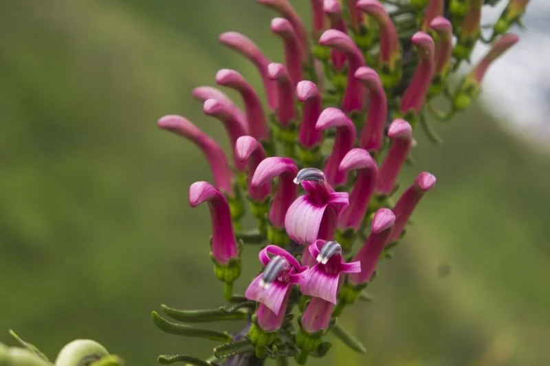Koliʻi (Trematolobelia singularis)