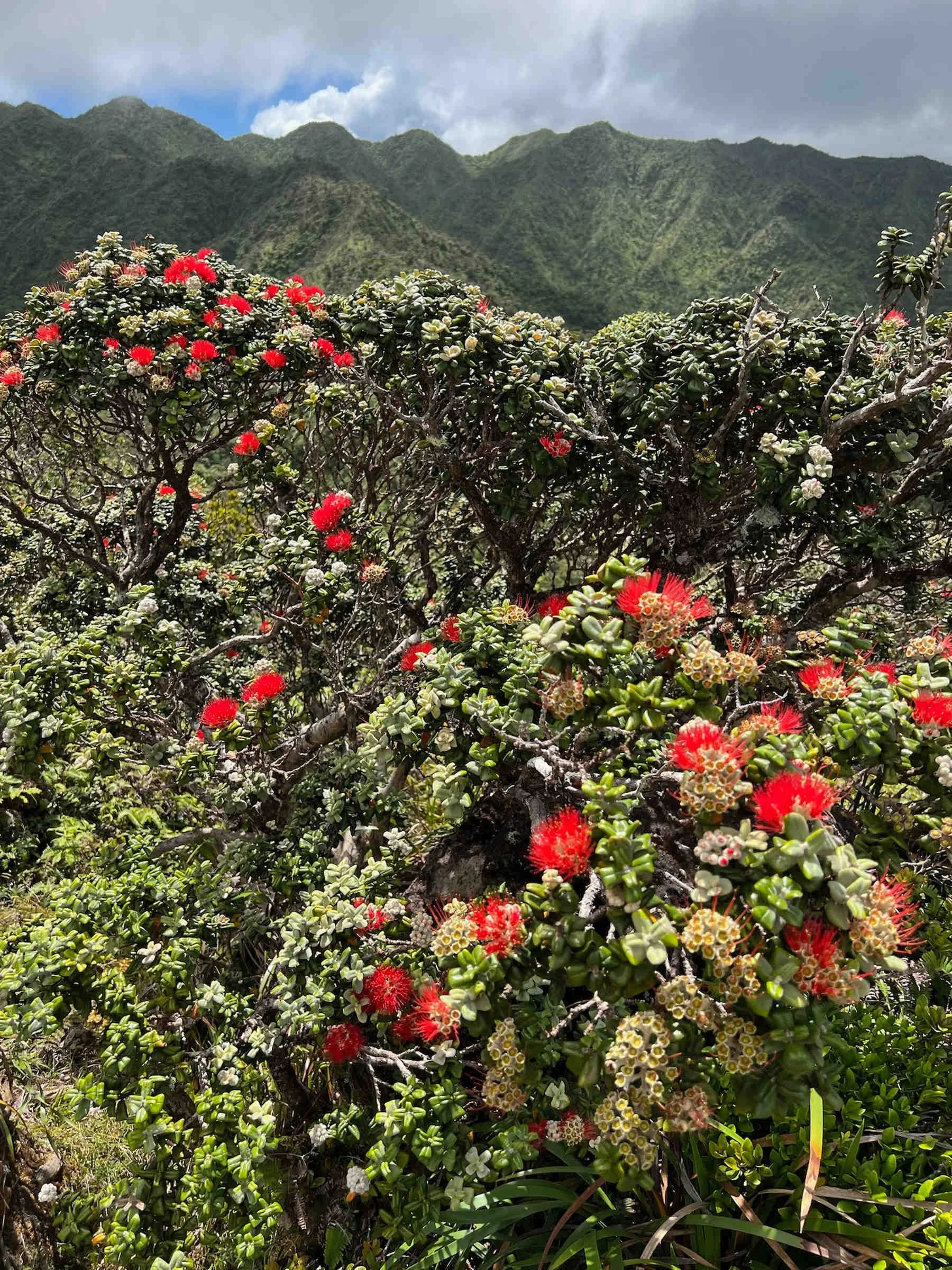 ʻŌhiʻā Lehua