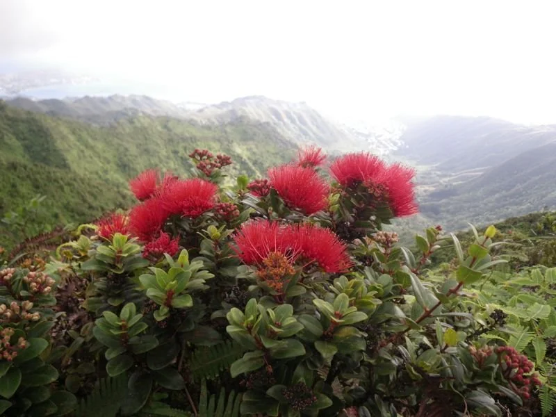 ʻŌhiʻa Lehua (Metrosideros rugosa)