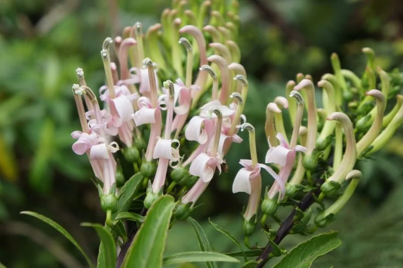 Koliʻi (Trematolobelia macrostachys)