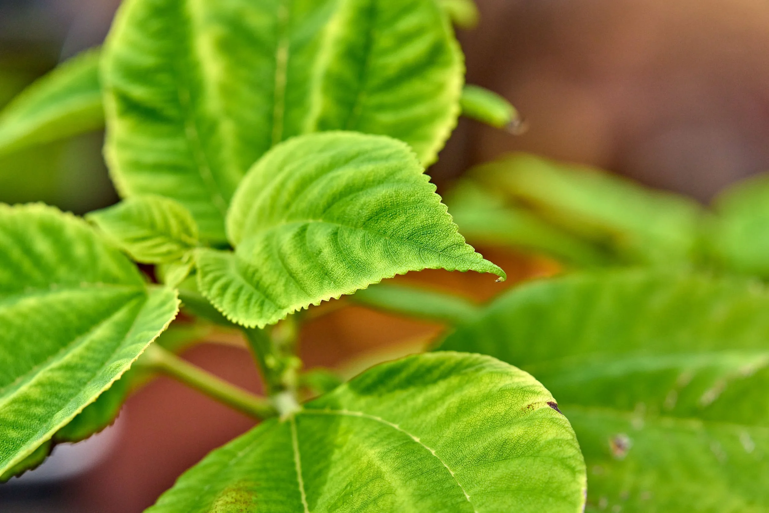 Māmaki (Pipturus albidus)