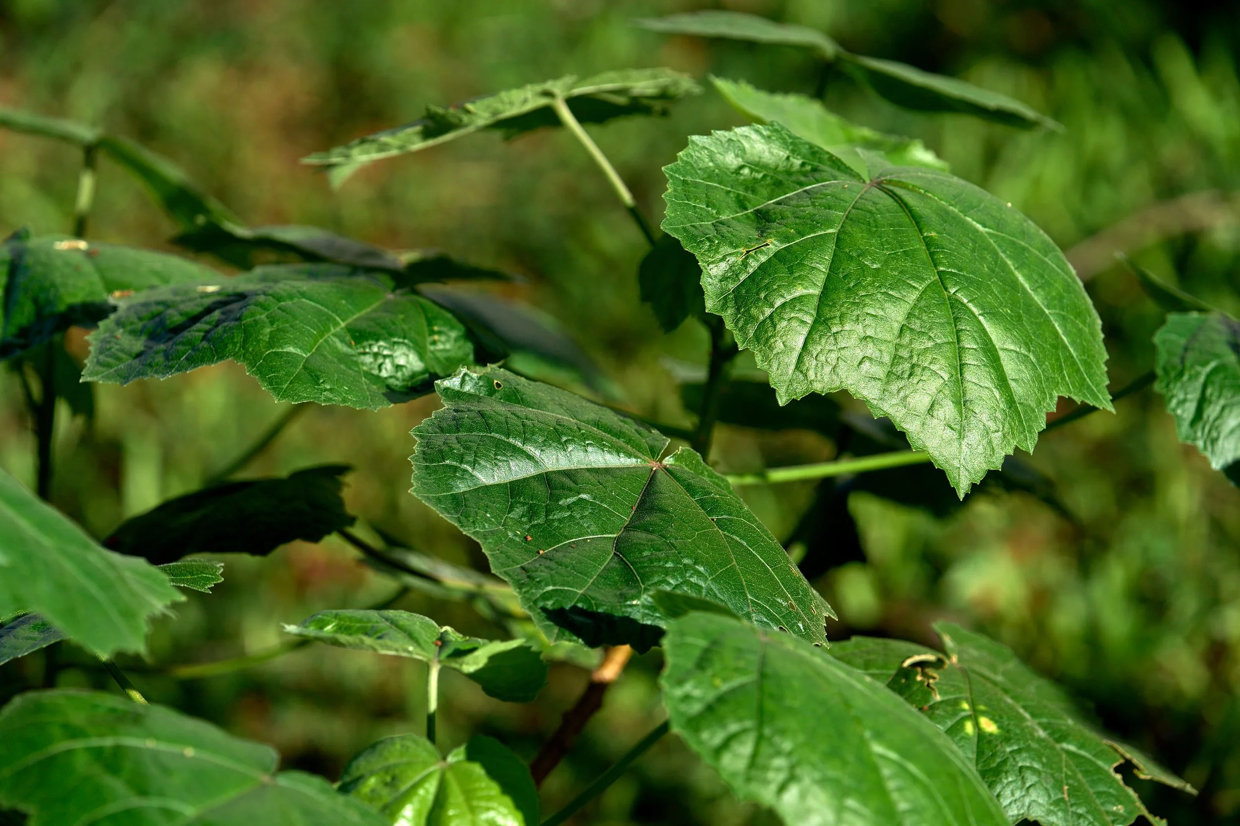 Maʻo Hau Hele (Hibiscus brackenridgei)