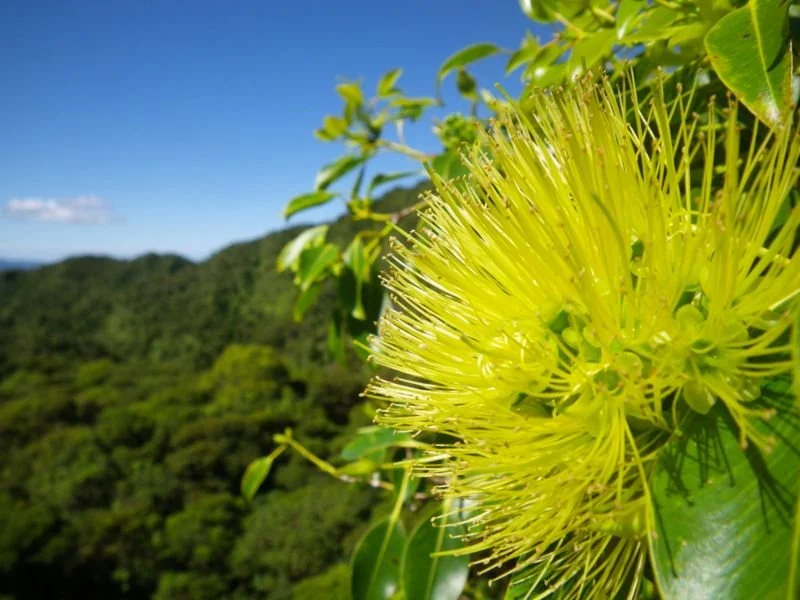 ʻŌhiʻā Lehua (Metrosideros macropus)