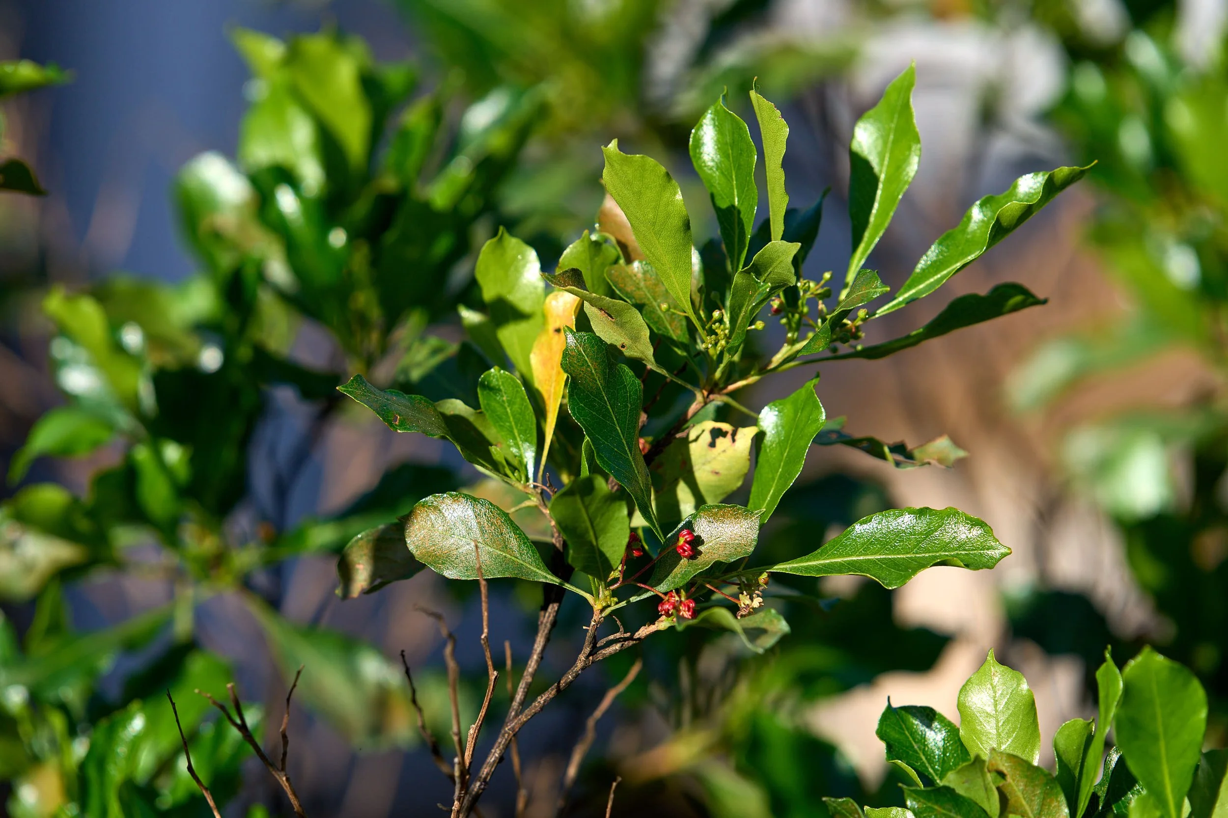Aʻaliʻi (Dodonaea viscosa)