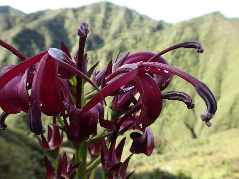 Koliʻi (Trematolobelia singularis)