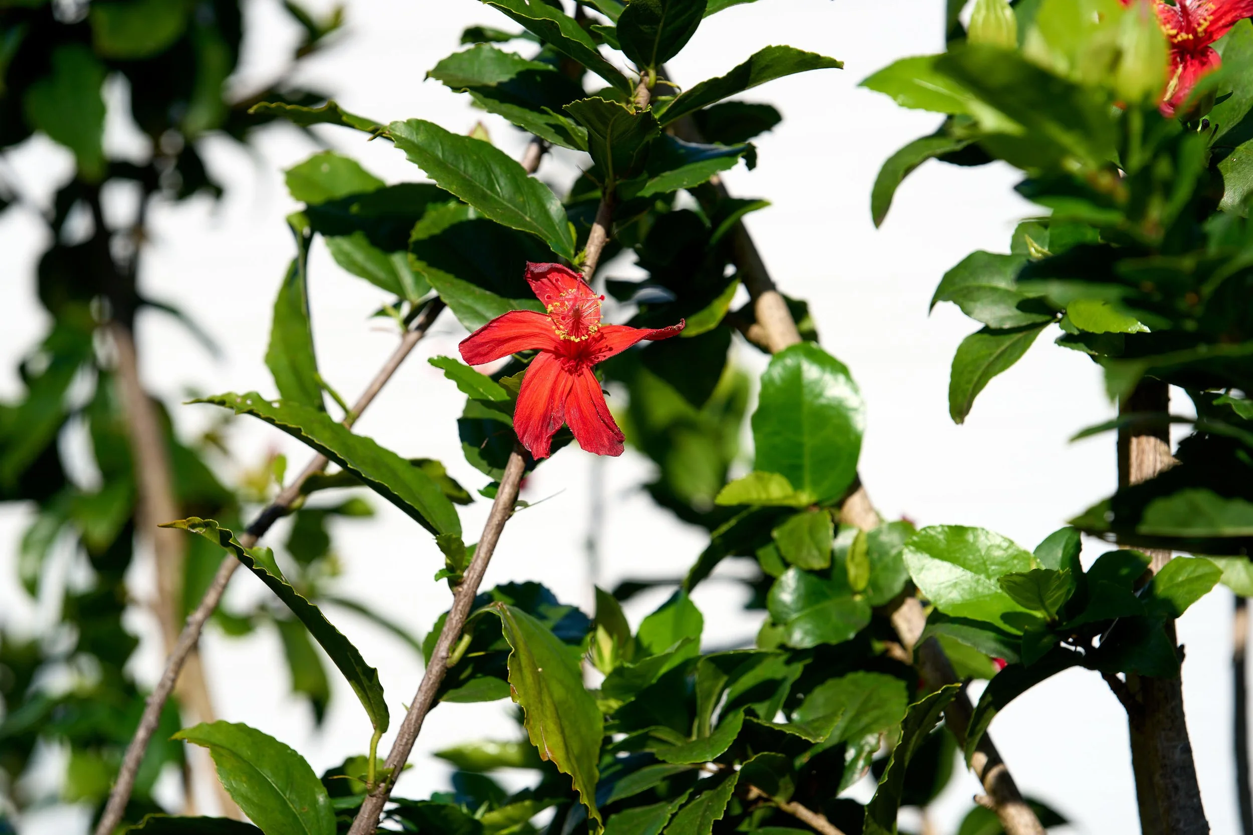 Kokiʻoʻula (Hibiscus kokio)