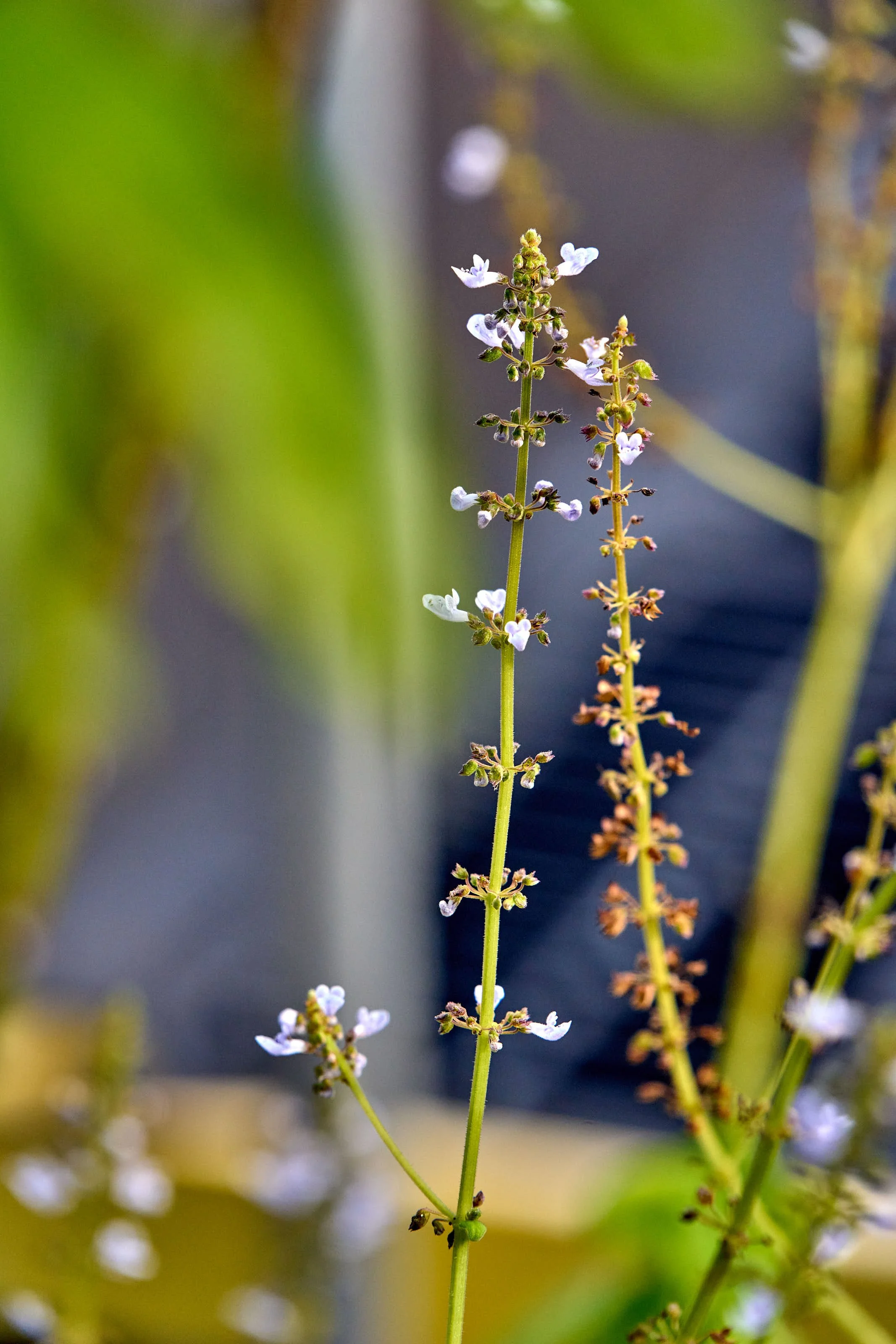ʻAlaʻala Wai Nui Wahine (Plectranthus parviflorus)
