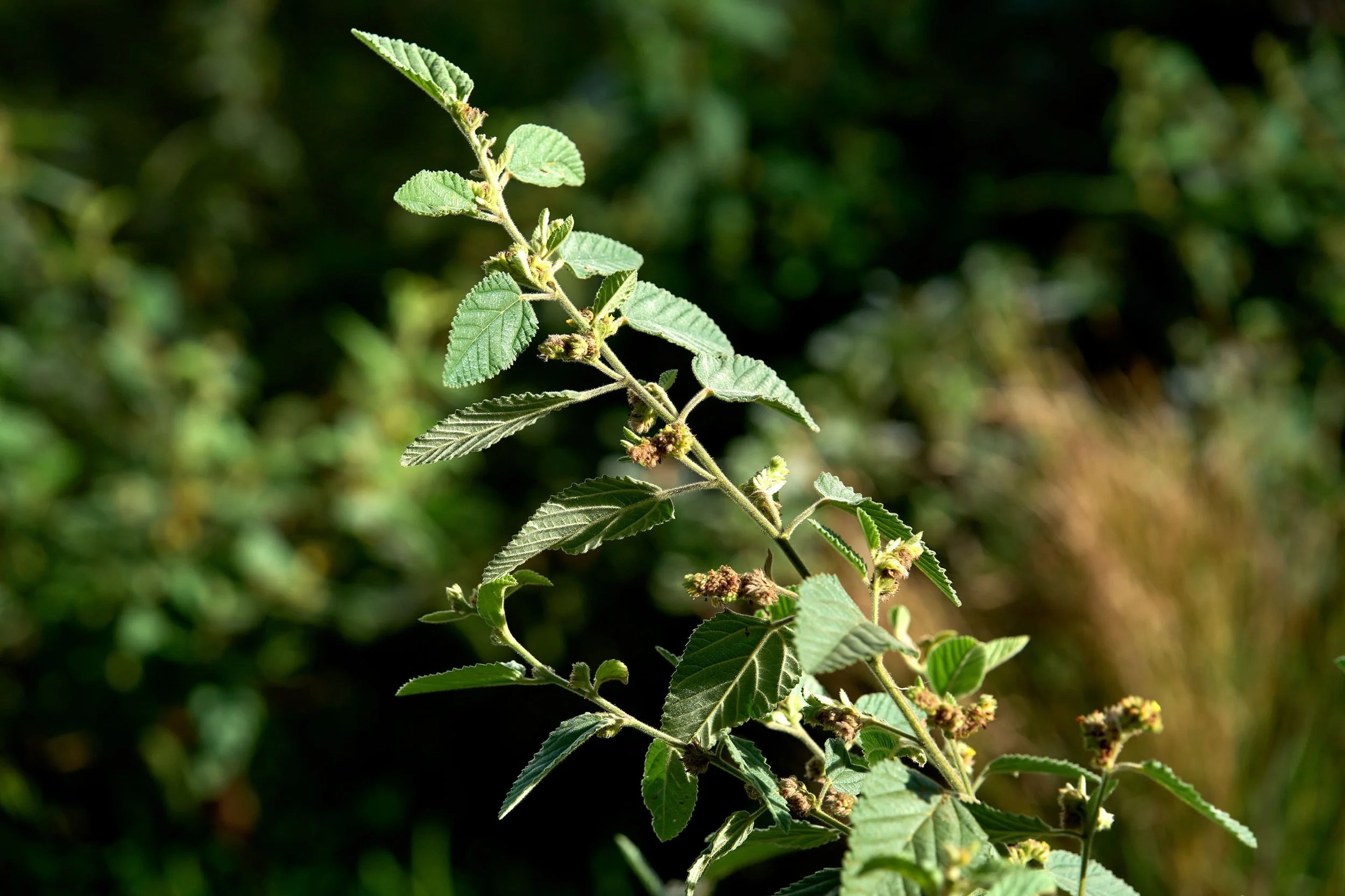 ‘Uhaloa (Waltheria indica)