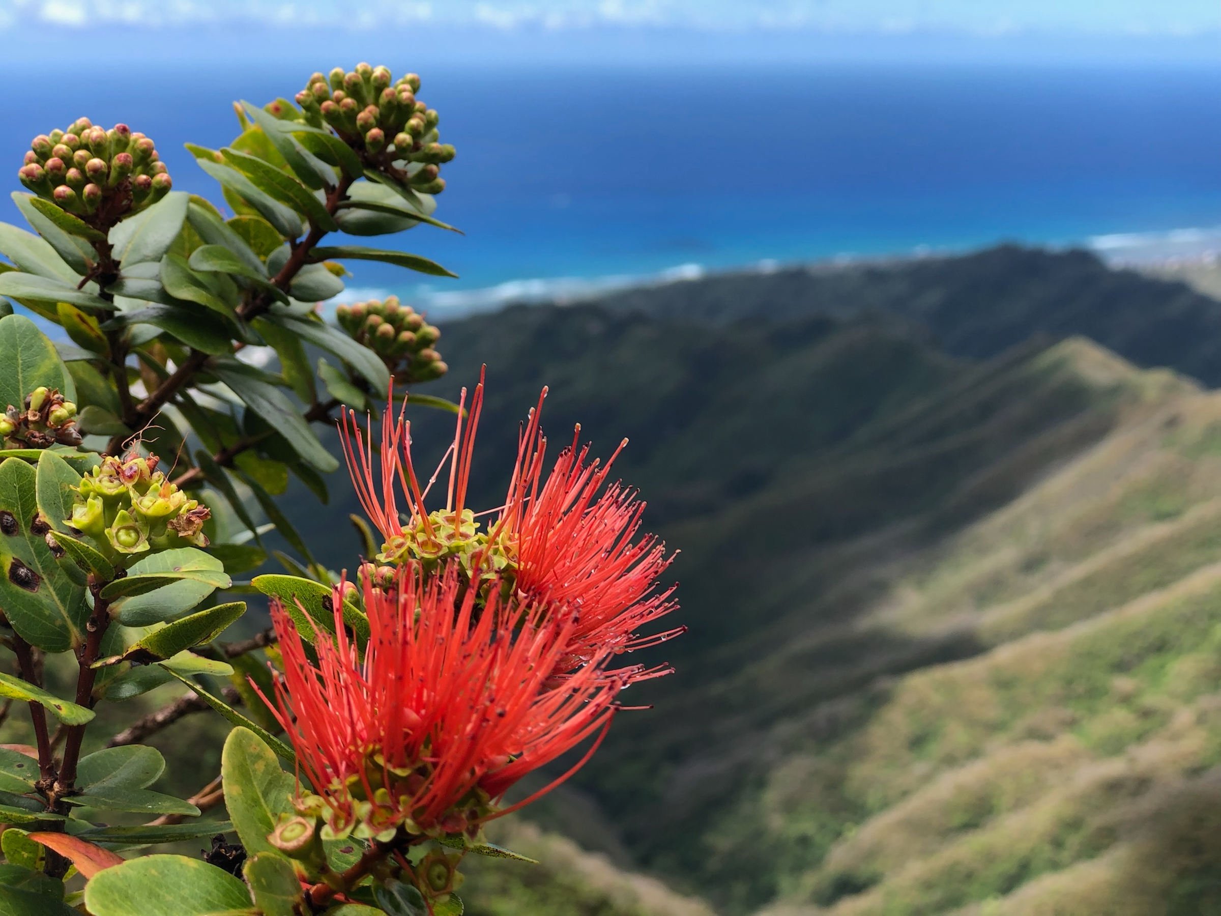 ʻŌhiʻā Lehua