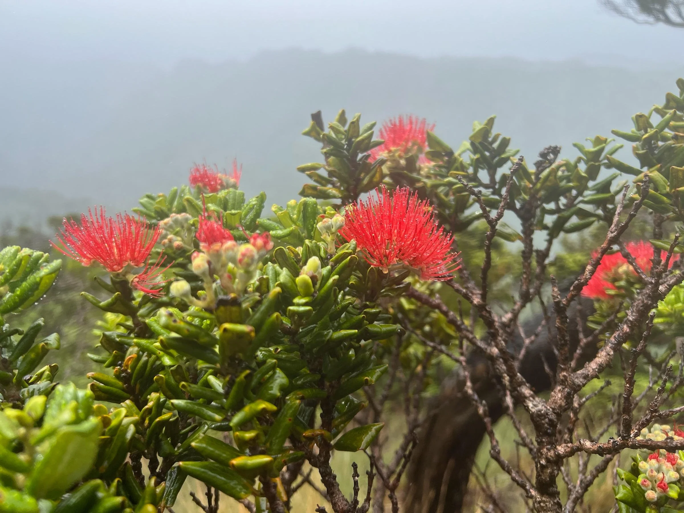 ʻŌhiʻā Lehua