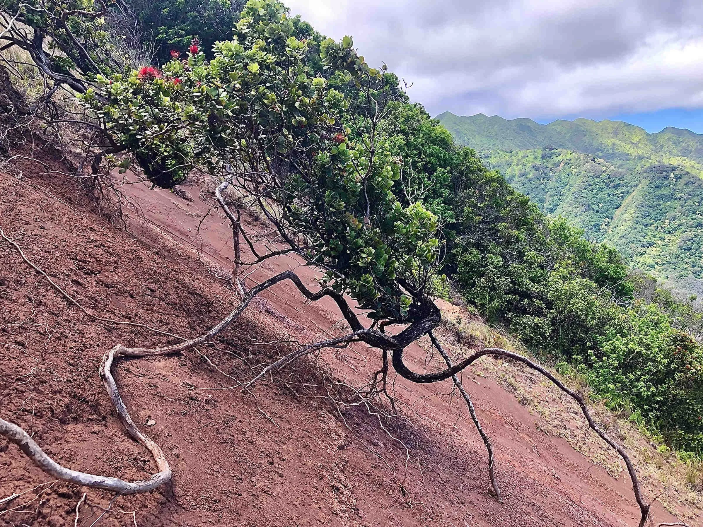 ʻŌhiʻā Lehua