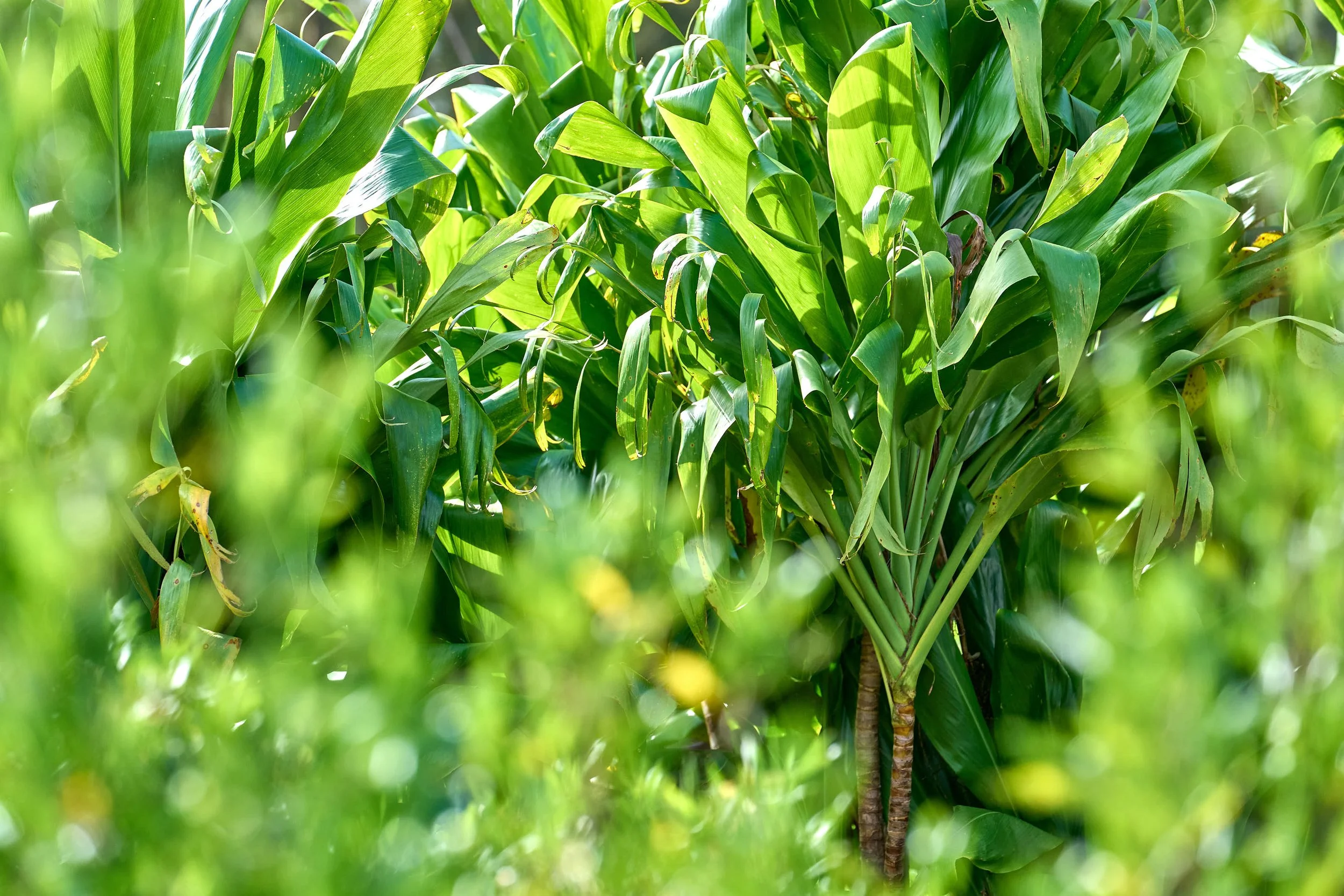 Kī (Cordyline fruticosa)