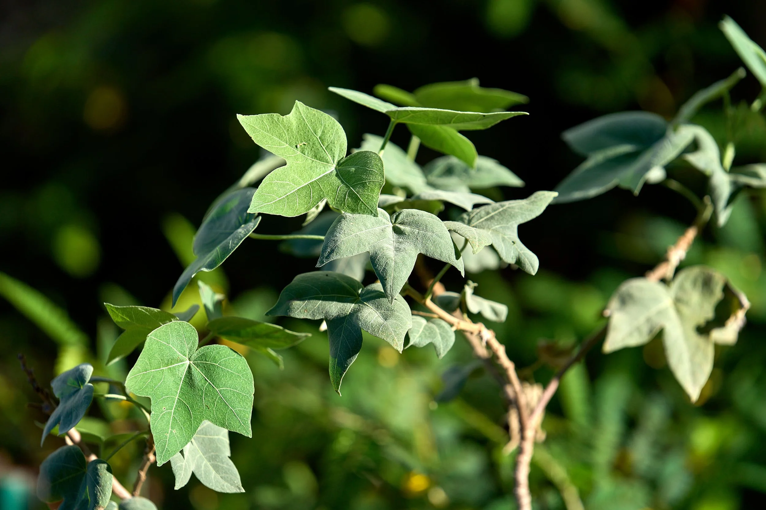 Ma‘o (Gossypium tomentosum)