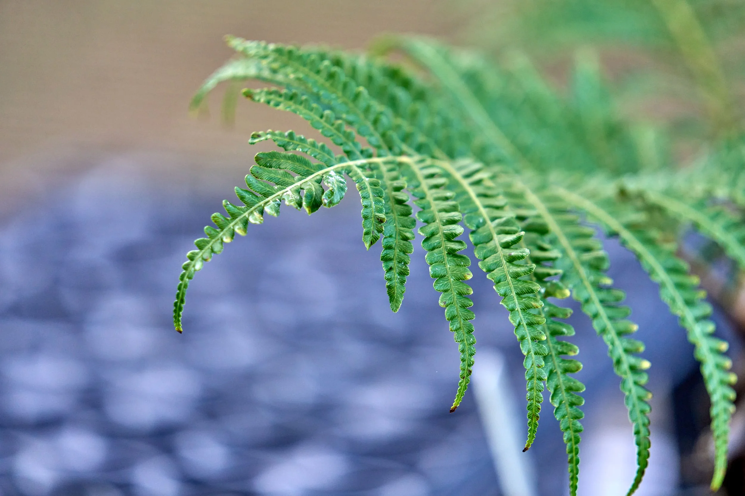 ʻAmaʻu (Sadleria cyatheoides)