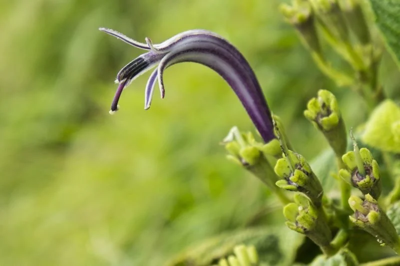 Hāhā (Cyanea calycina)