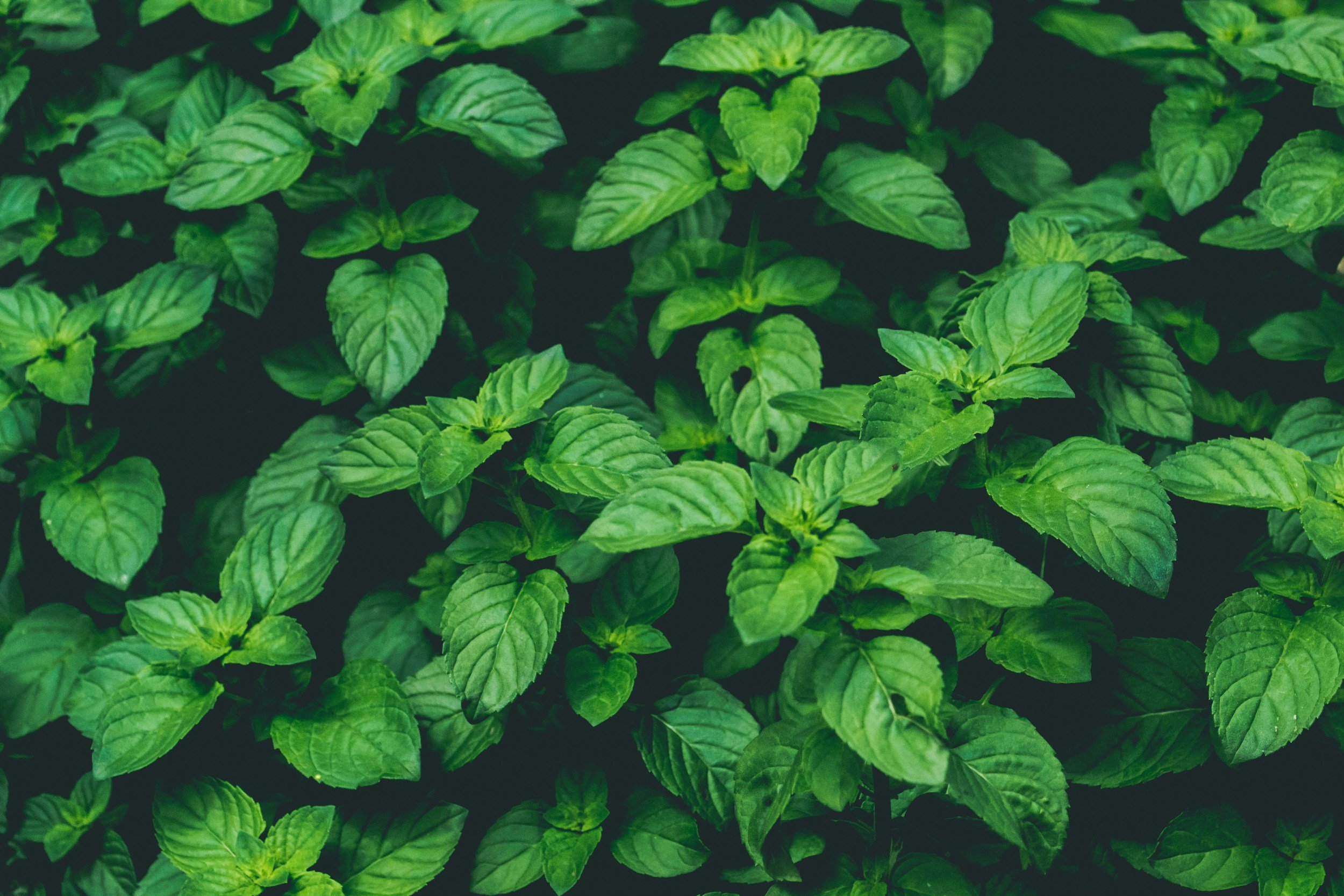 unsplash-image-SOz6YQcC_5c.jpg